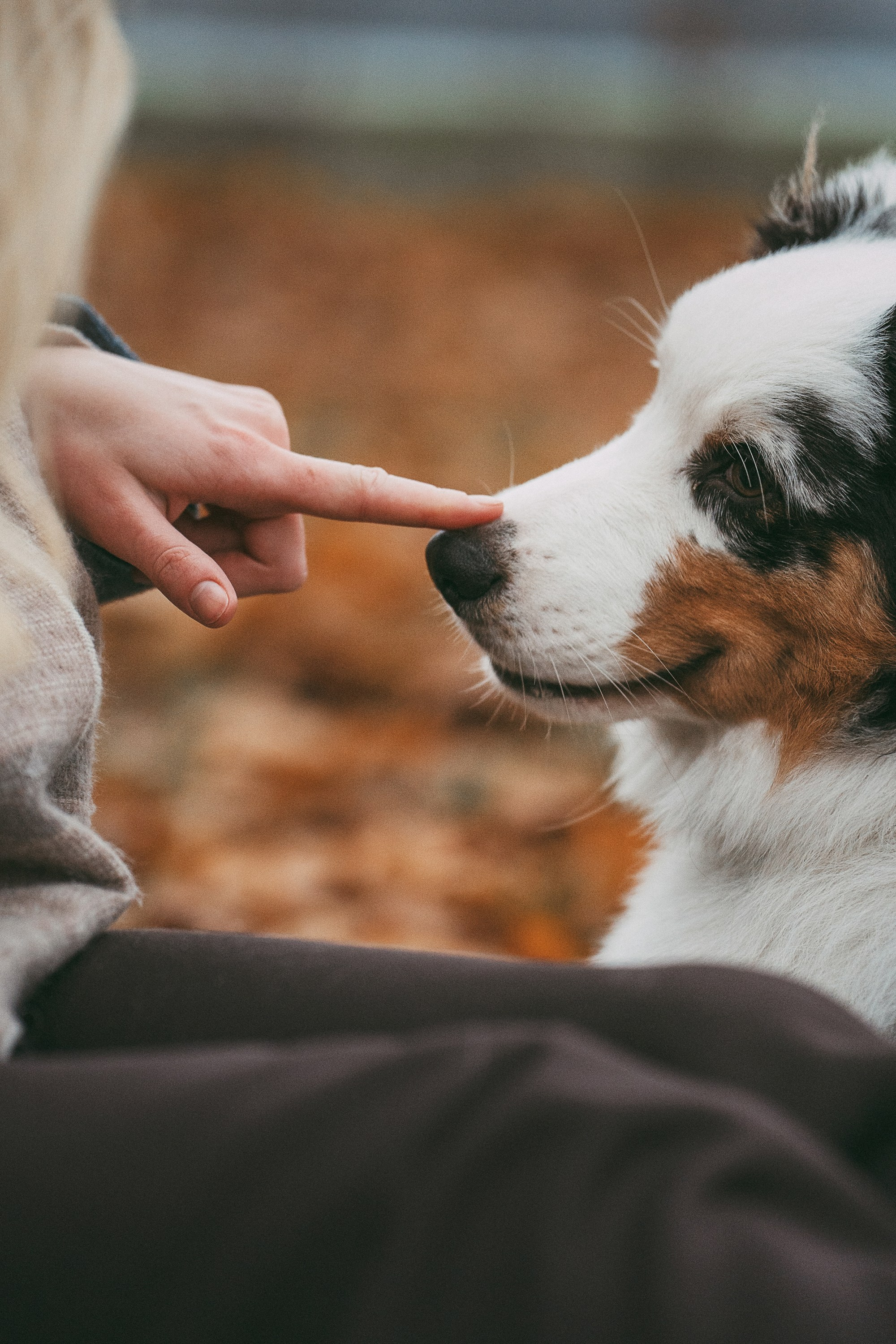 Лиза и Бублик. Фотограф анималист в Москве и Санкт-Петербурге Свиридова Анна