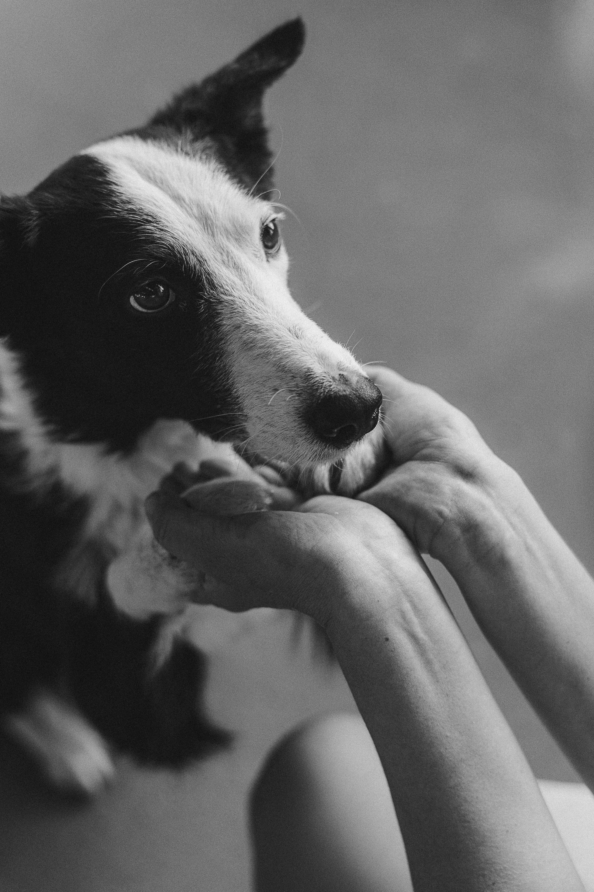 Таня, Марта и Клипса. Фотограф анималист в Москве и Санкт-Петербурге Свиридова Анна