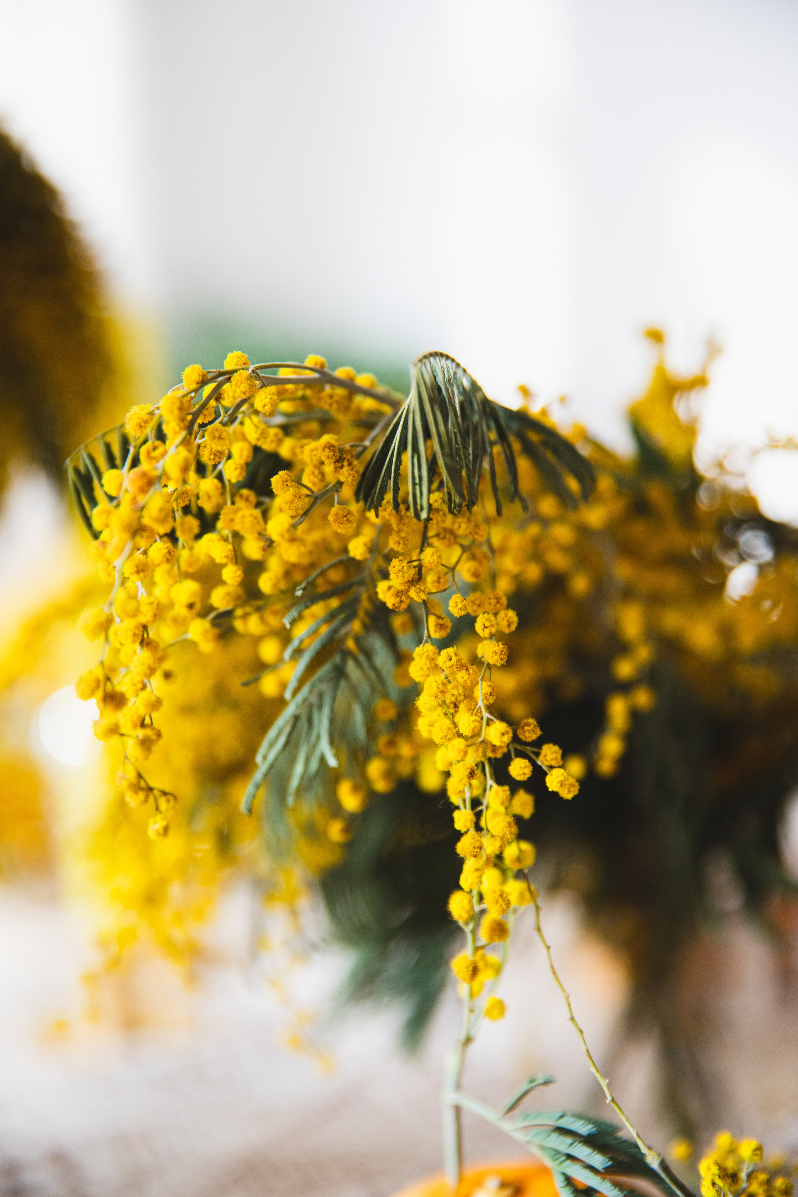 МИМОЗА. Портретный фотограф в Краснодаре Надежда Елынко