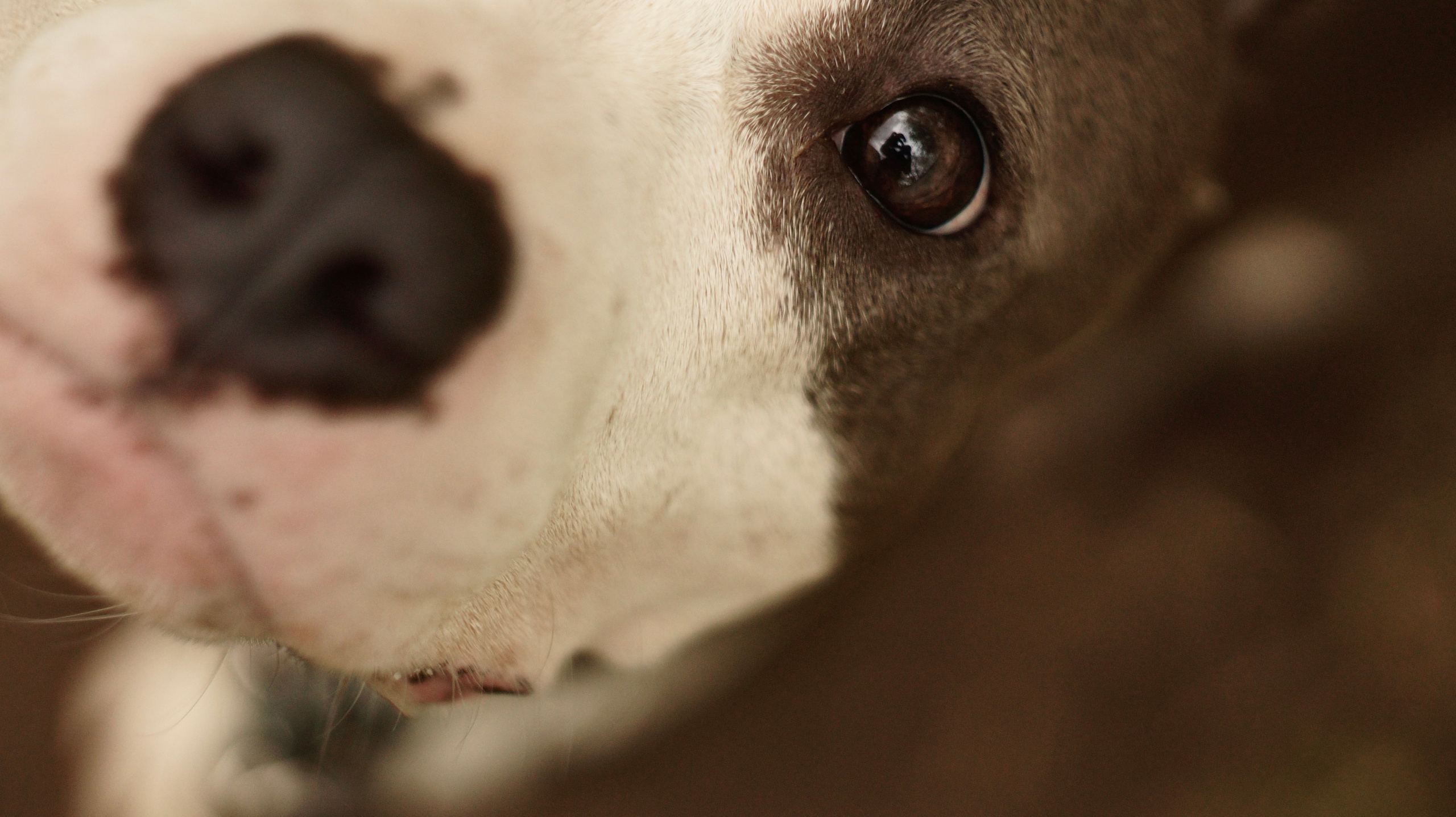 Луна. Профессиональный фотограф