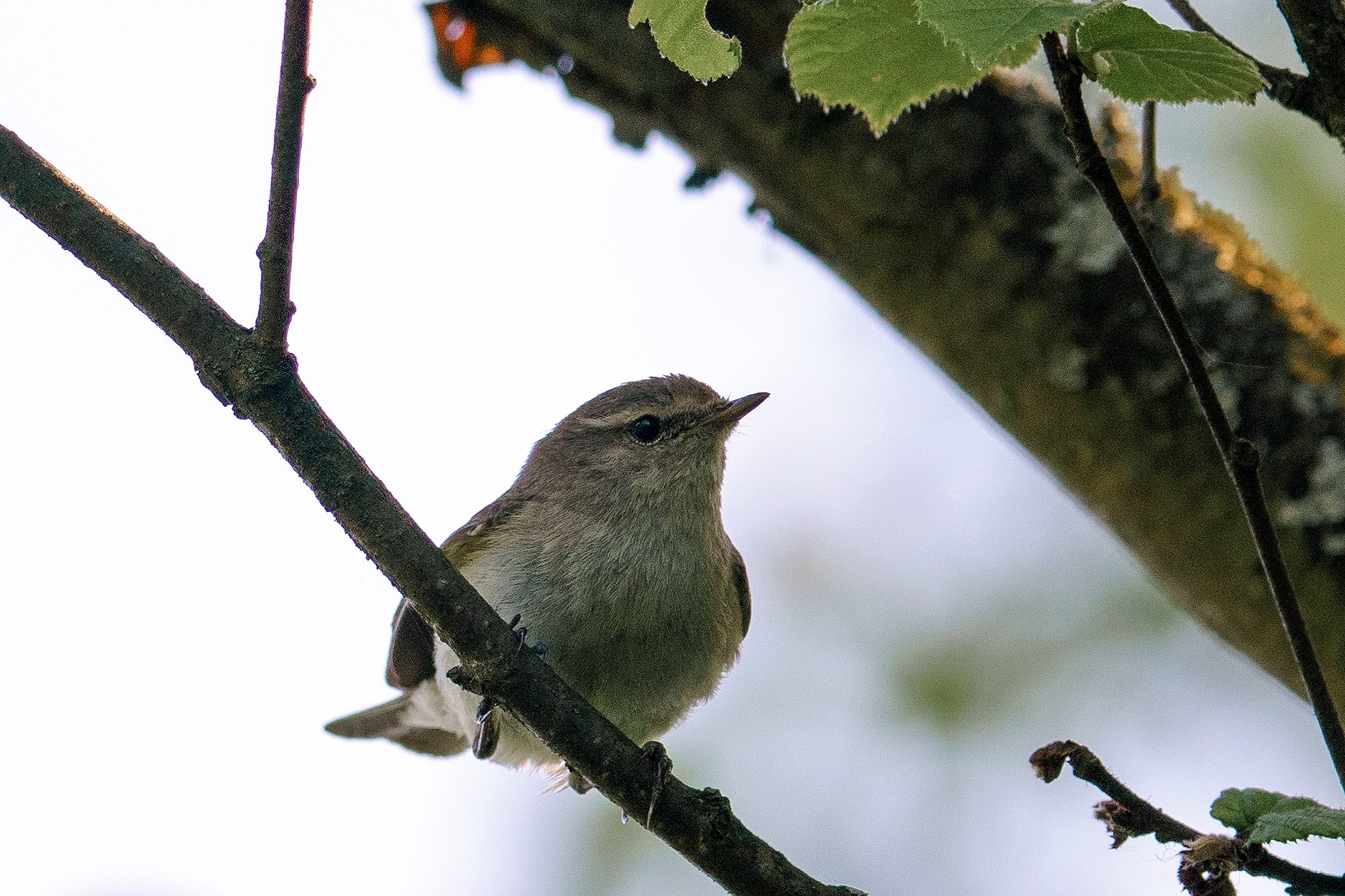 Удивительные мир птиц. Вокруг нас столько прекрасного — присмотритесь!. Ваш личный фотограф Марина Волкова