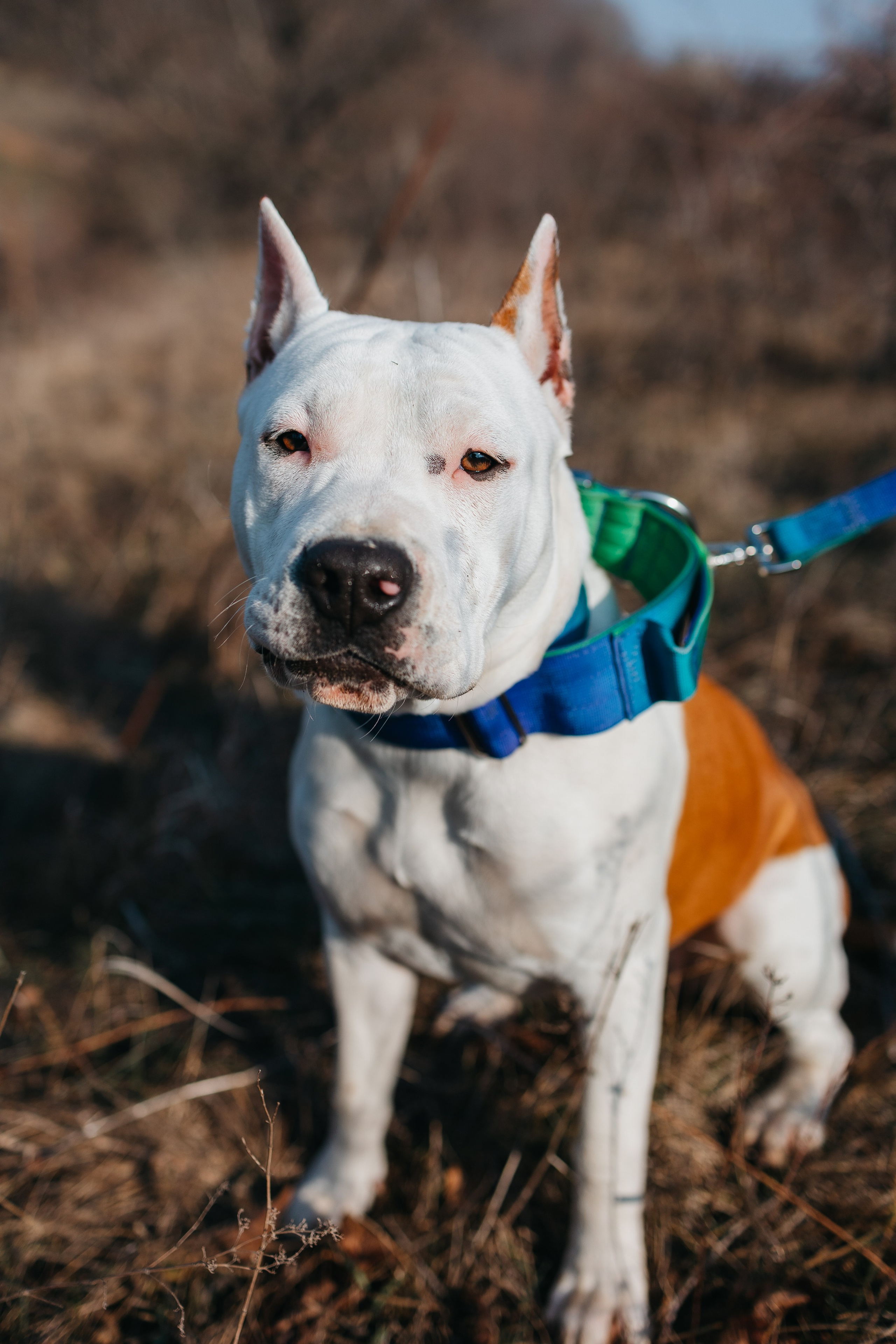 Лера, Ума и Винни. Фотограф — анималист Светлана Кысса|фотограф собак в Краснодаре и Нижнем Новгороде