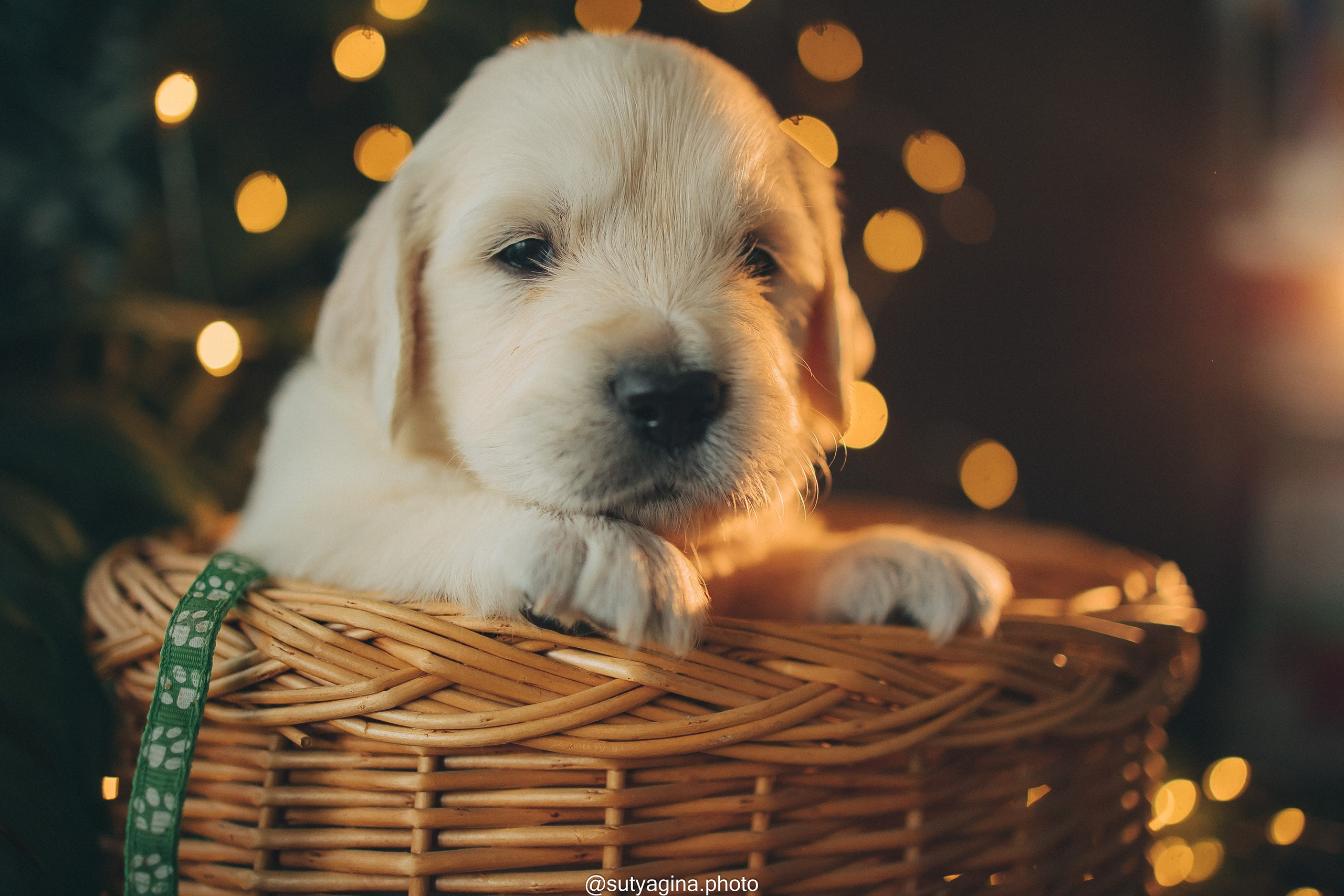 Зеленая лента. Свадебный и женский фотограф