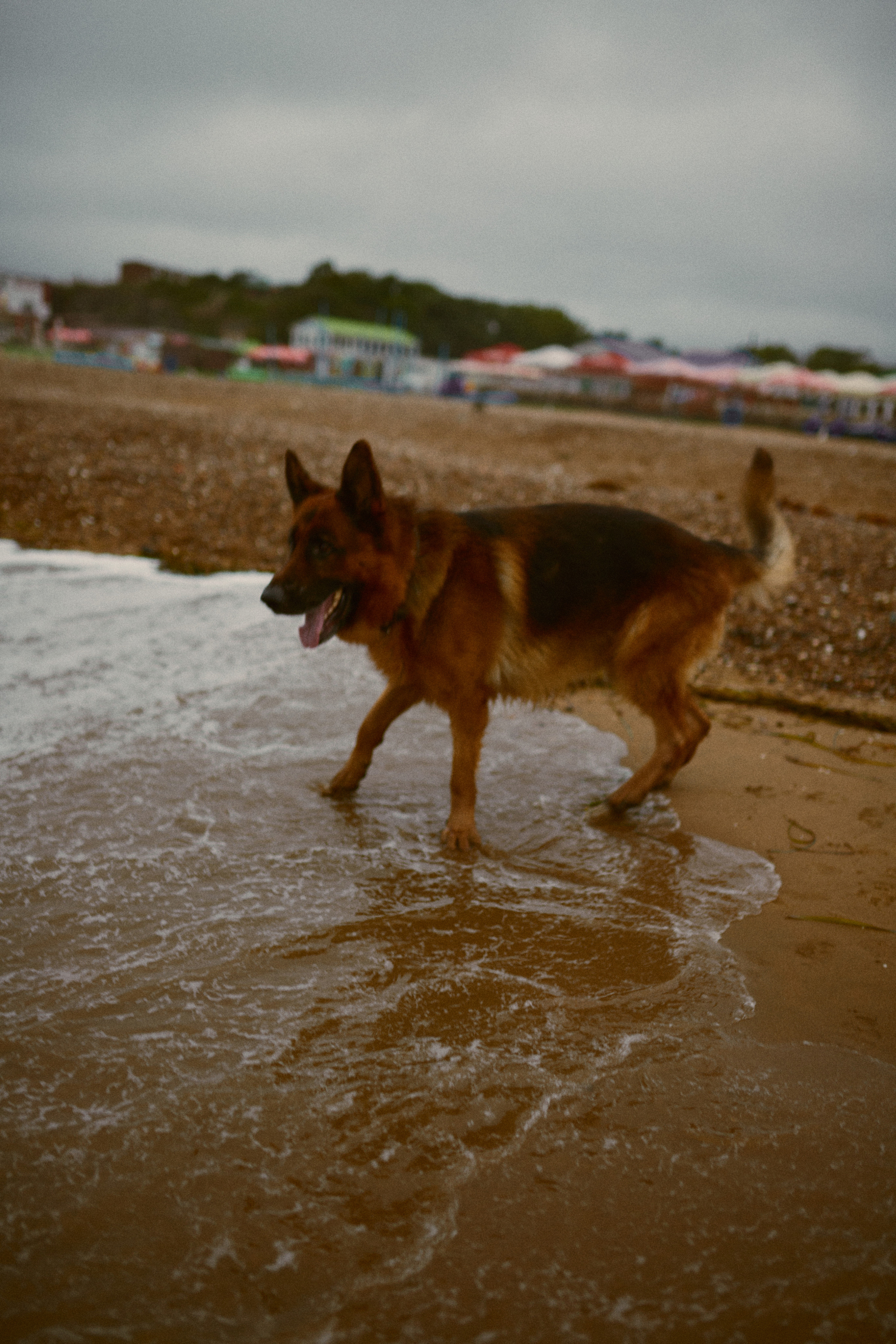 Чайки летели высоко. Фотограф Ионова Анастасия, г Владивосток