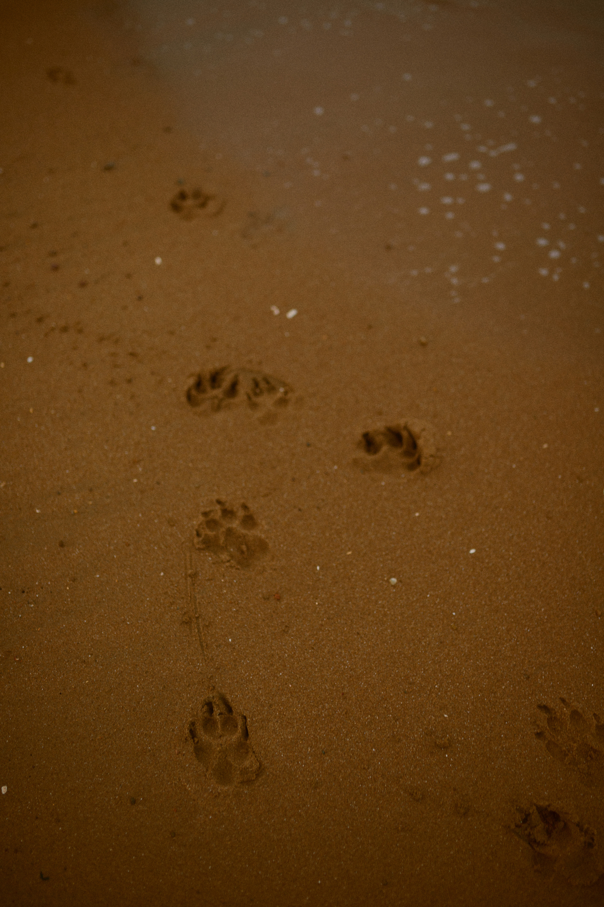 Чайки летели высоко. Фотограф Ионова Анастасия, г Владивосток