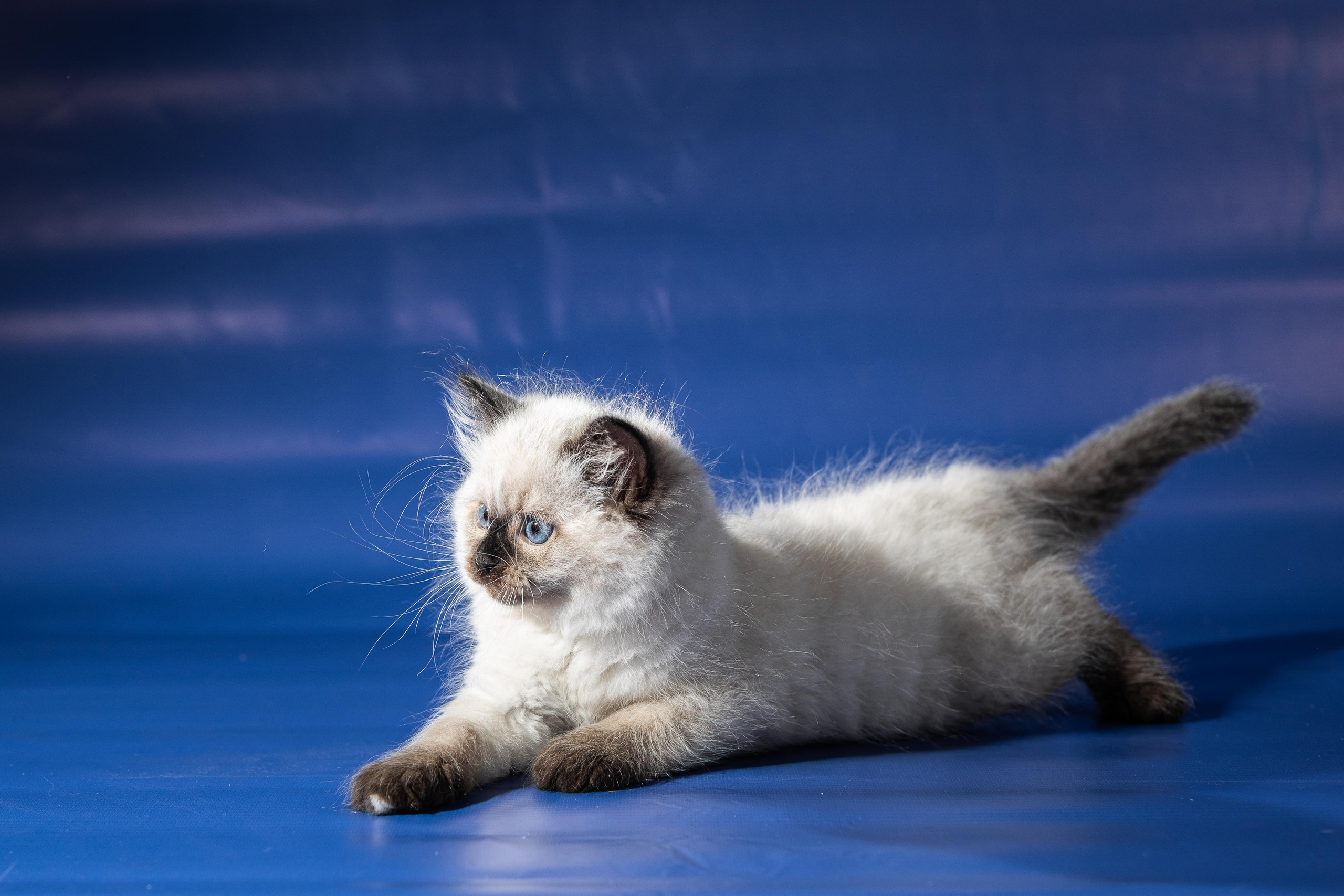 Фотосессия животных, кошка, котёнок. Свадебный и репортажный фотограф в Москве и Московской области