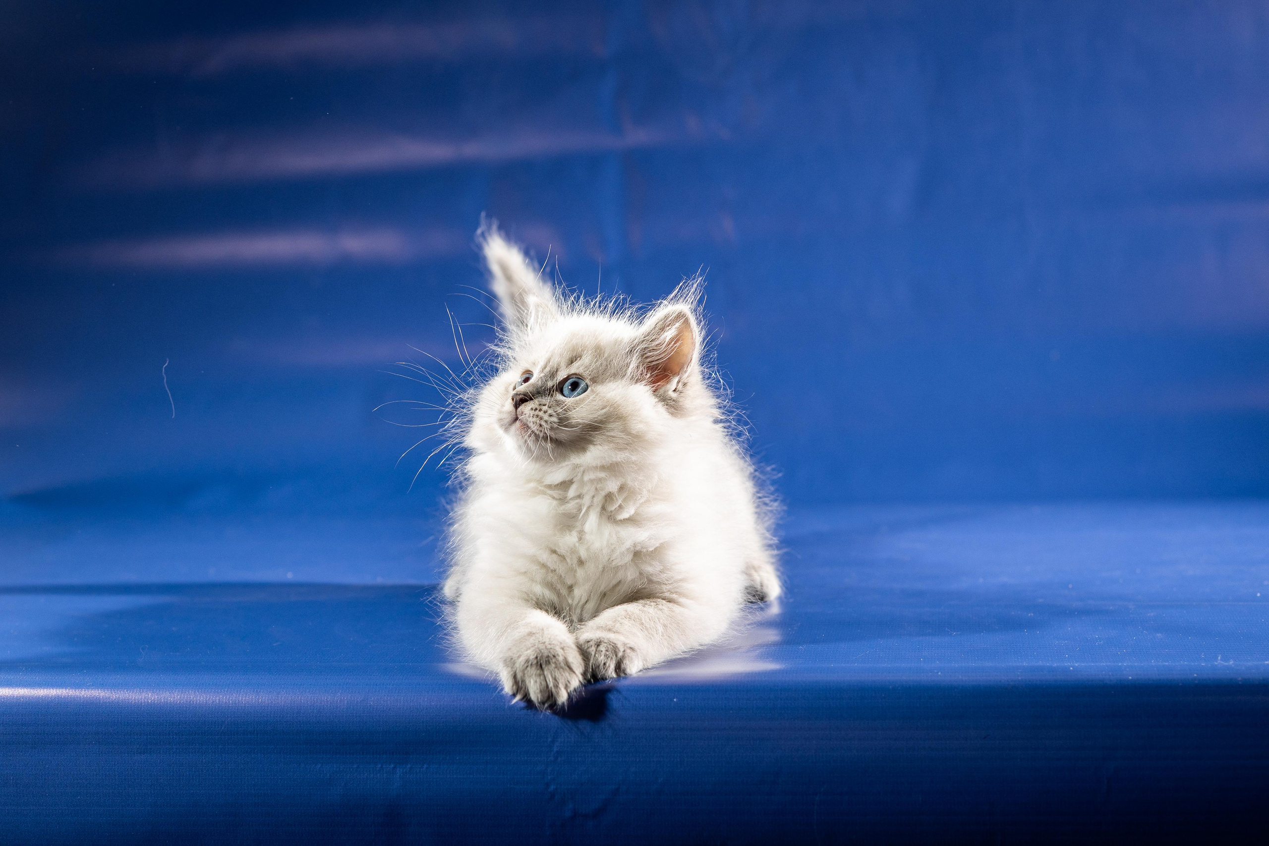 Фотосессия животных, кошка, котёнок. Свадебный и репортажный фотограф в Москве и Московской области