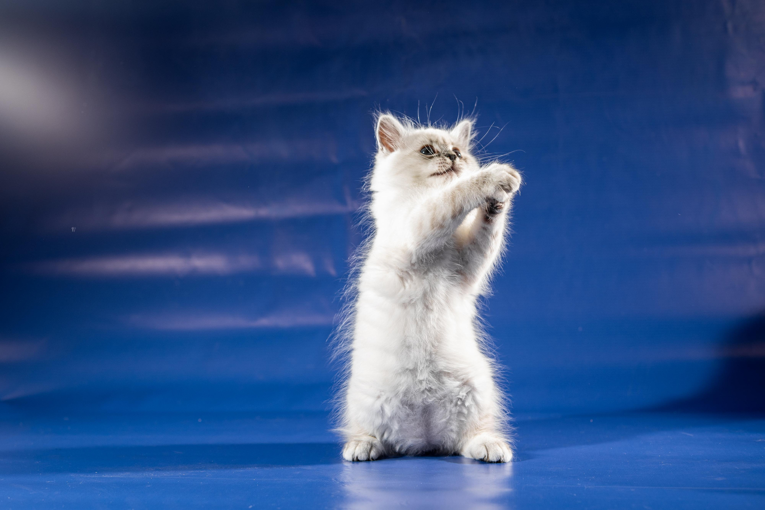 Фотосессия животных, кошка, котёнок. Свадебный и репортажный фотограф в Москве и Московской области