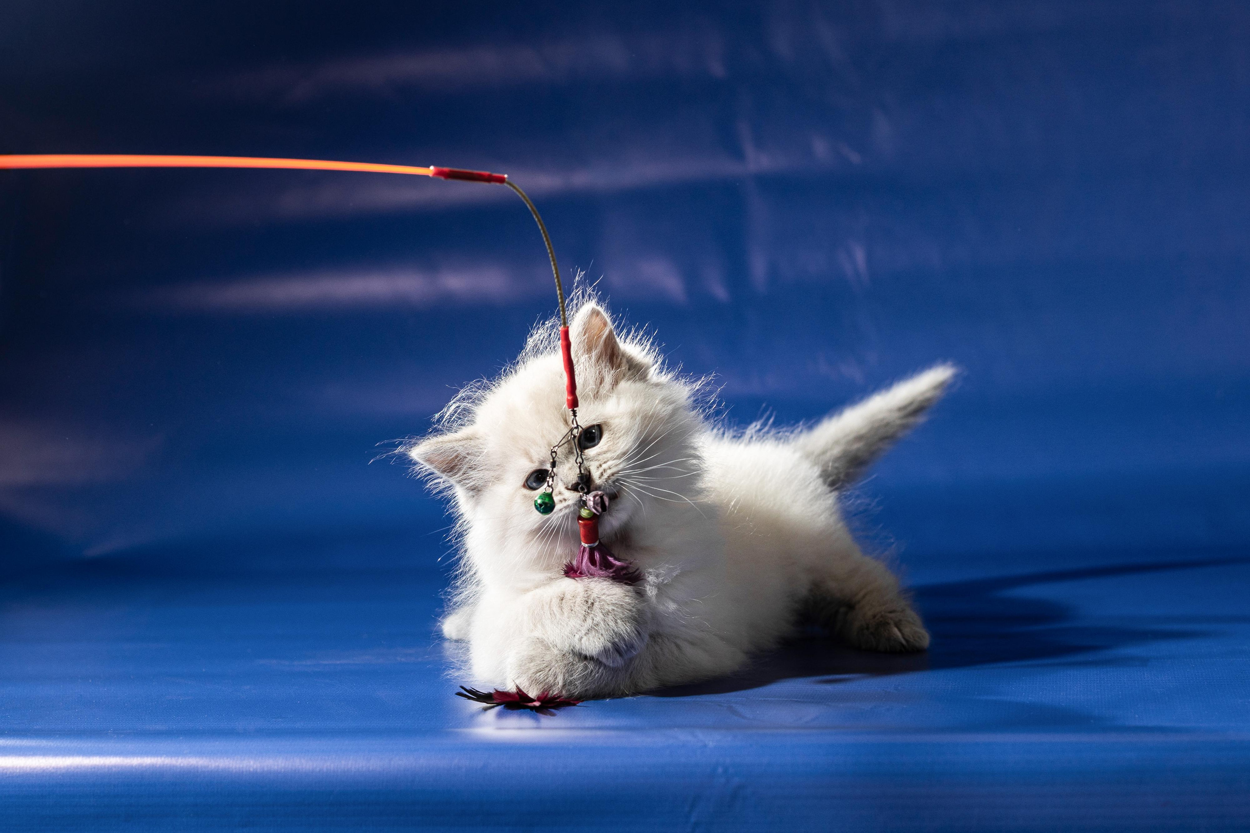 Фотосессия животных, кошка, котёнок. Свадебный и репортажный фотограф в Москве и Московской области