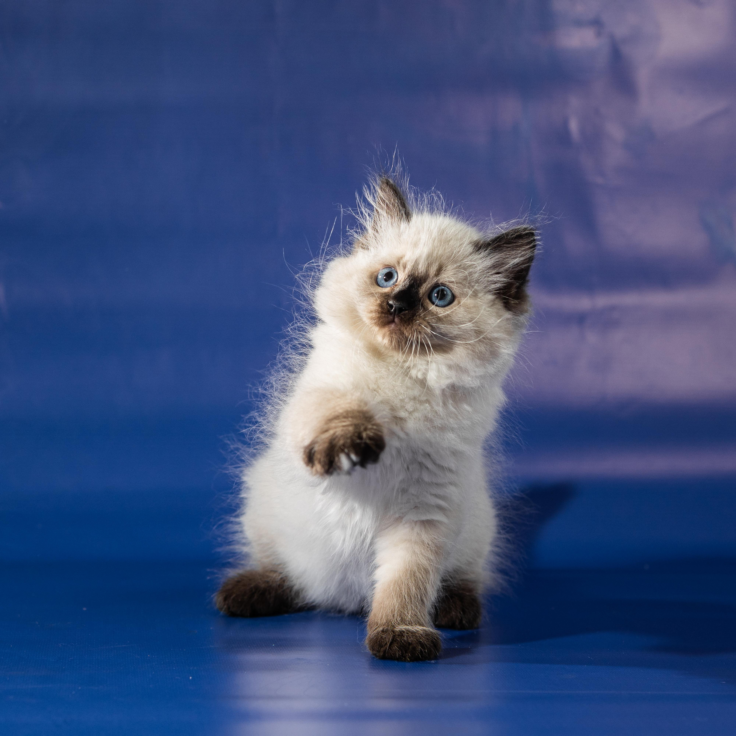 Фотосессия животных, кошка, котёнок. Свадебный и репортажный фотограф в Москве и Московской области