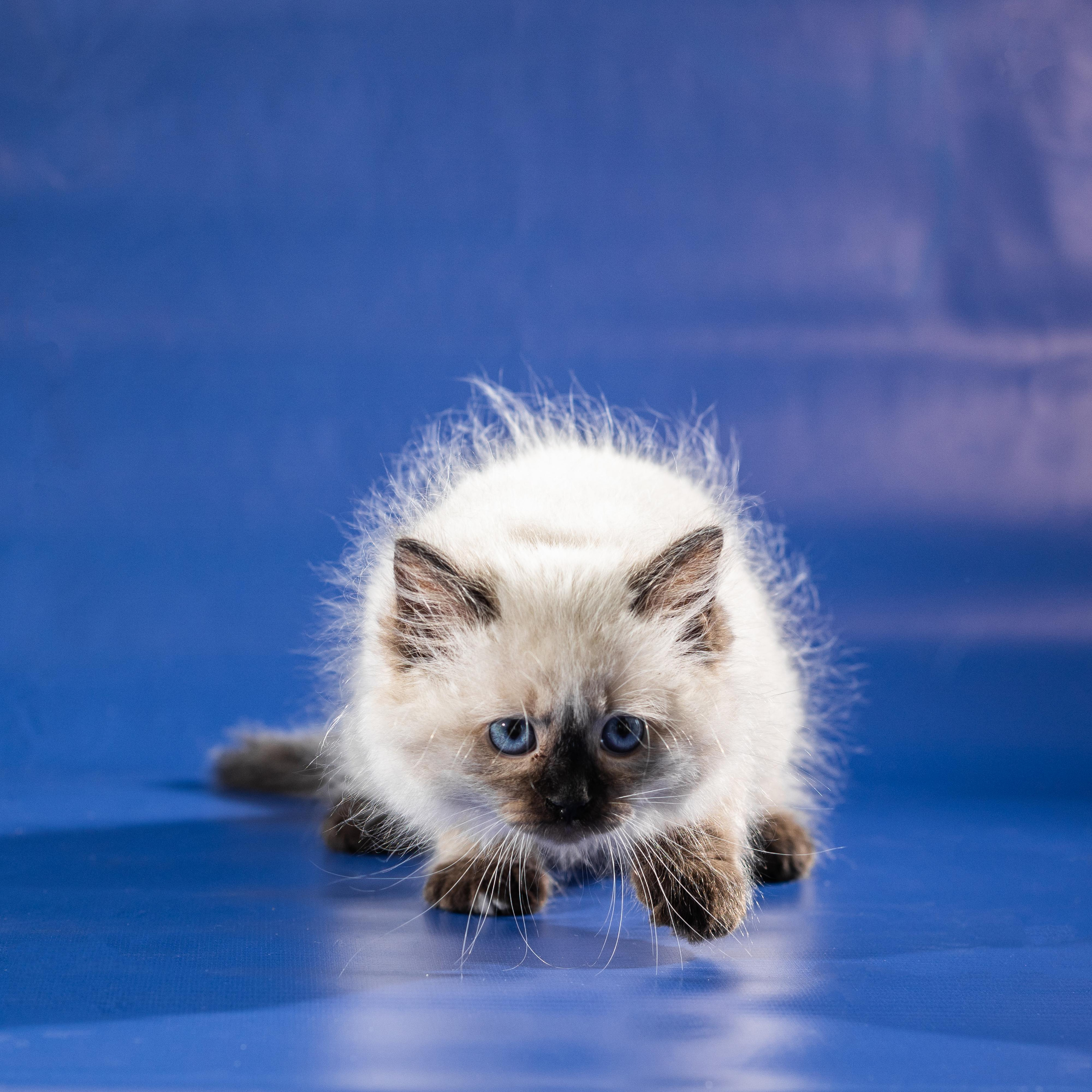 Фотосессия животных, кошка, котёнок. Свадебный и репортажный фотограф в Москве и Московской области