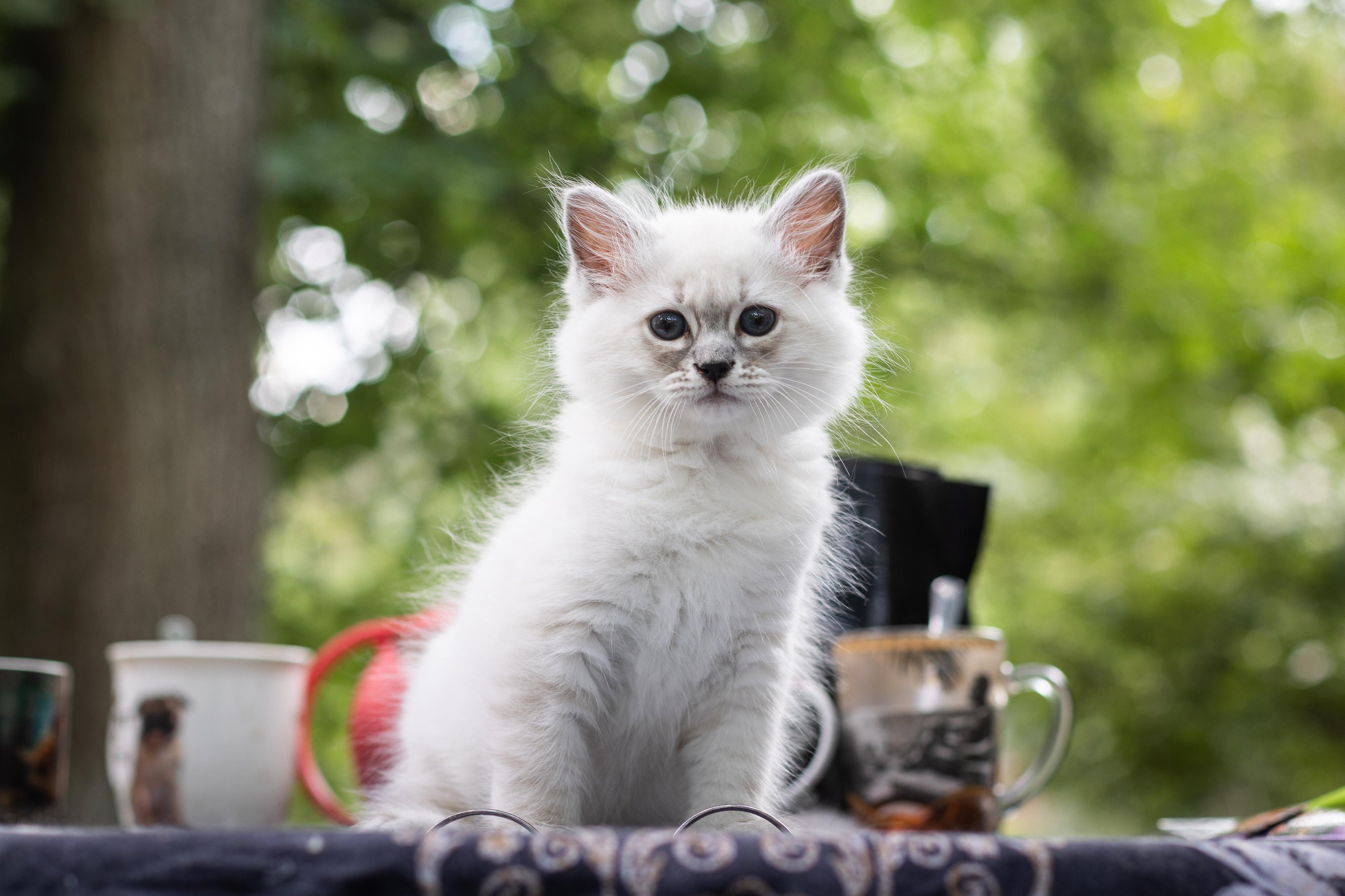 Фотосессия животных, кошка, котёнок. Свадебный и репортажный фотограф в Москве и Московской области
