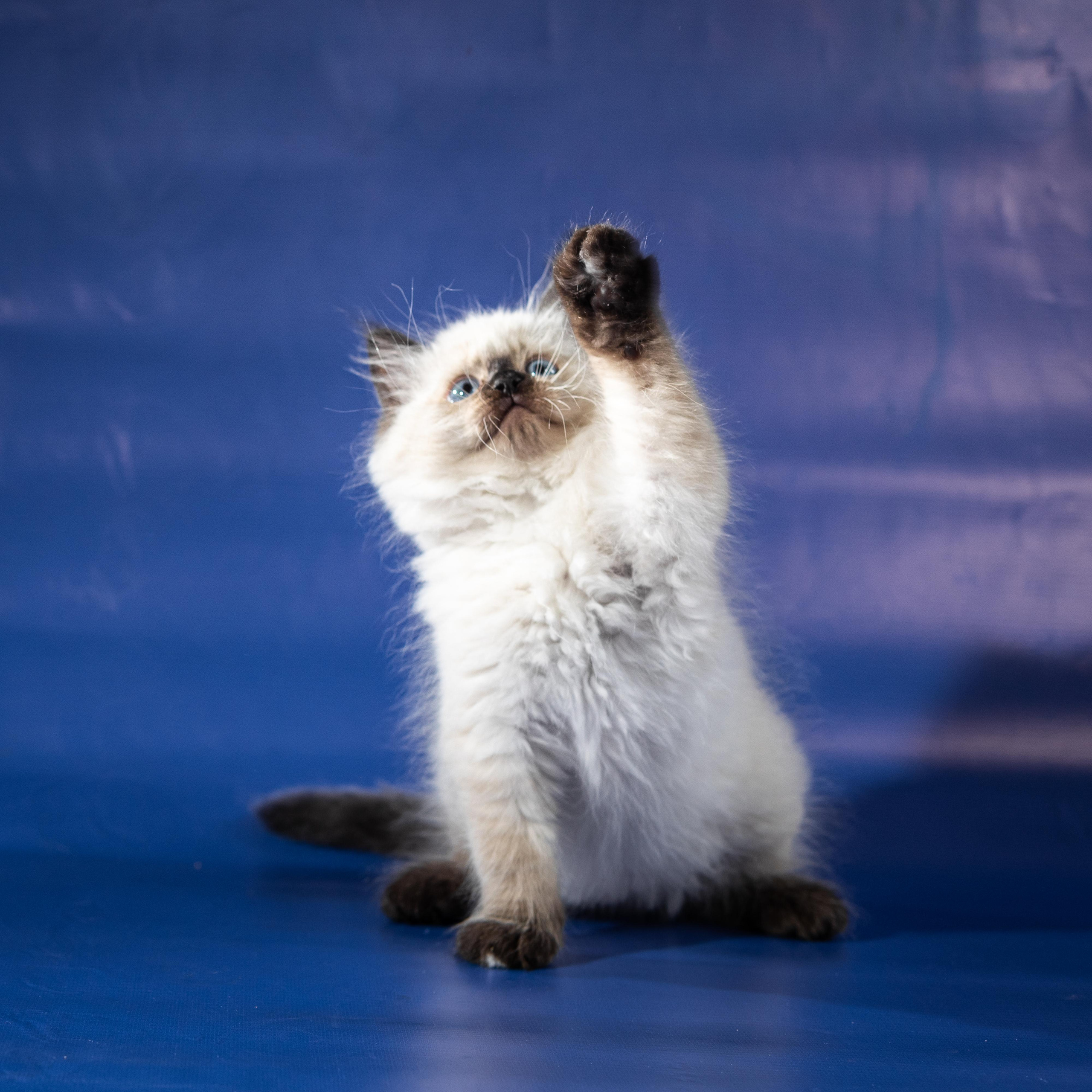 Фотосессия животных, кошка, котёнок. Свадебный и репортажный фотограф в Москве и Московской области