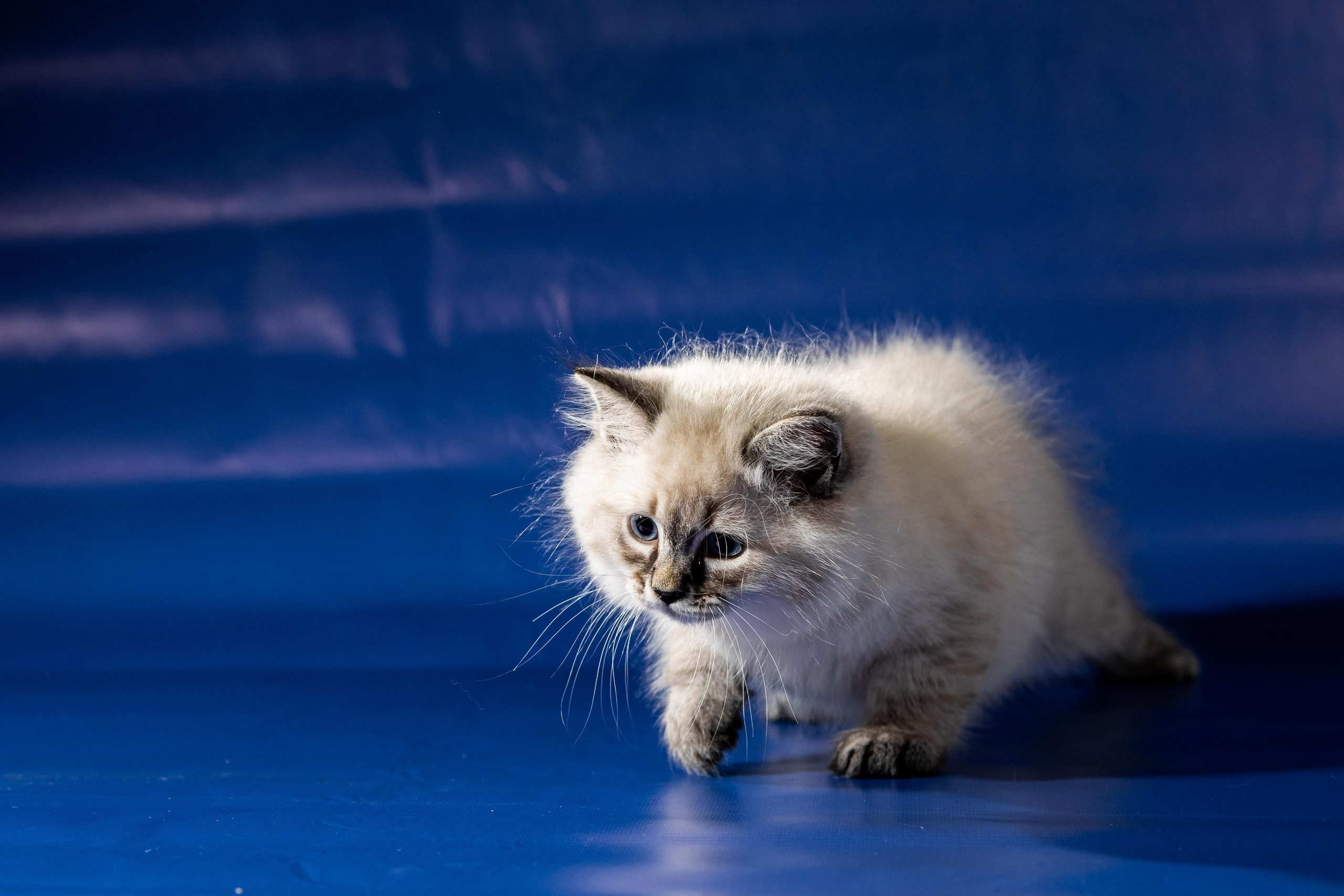 Фотосессия животных, кошка, котёнок. Свадебный и репортажный фотограф в Москве и Московской области