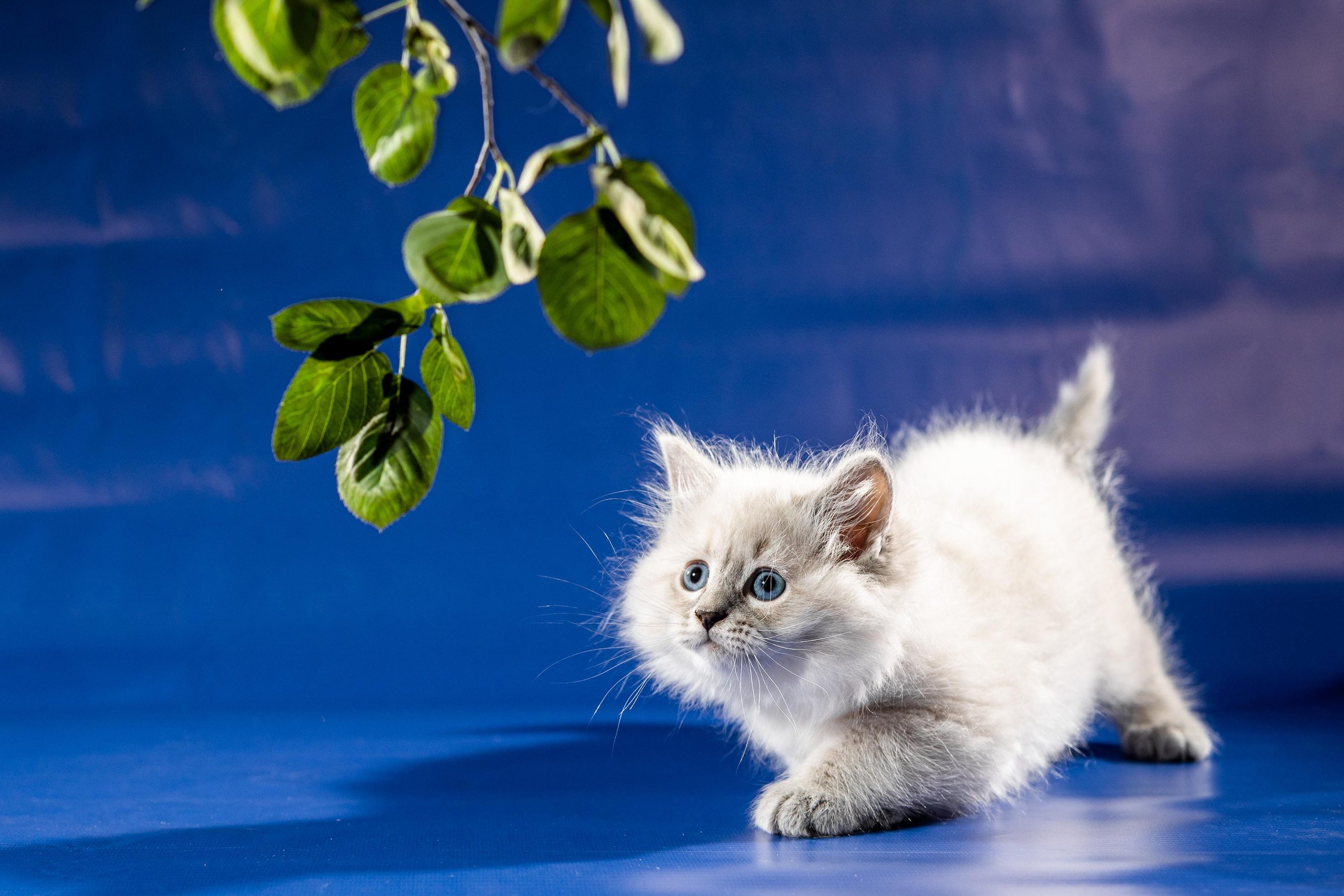 Фотосессия животных, кошка, котёнок. Свадебный и репортажный фотограф в Москве и Московской области