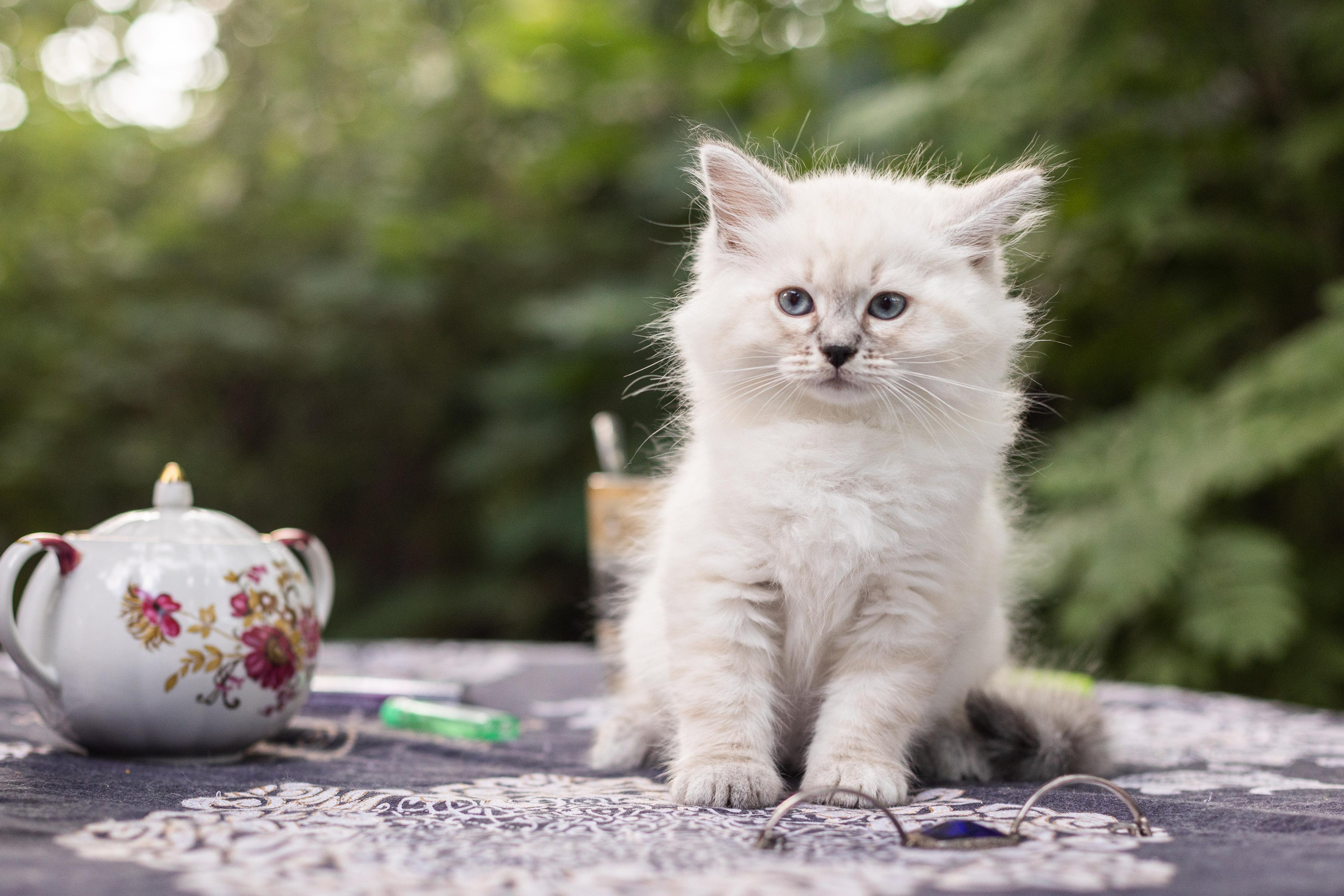 Фотосессия животных, кошка, котёнок. Свадебный и репортажный фотограф в Москве и Московской области