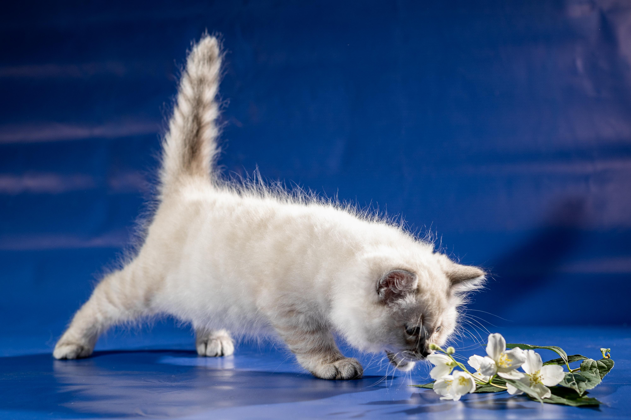 Фотосессия животных, кошка, котёнок. Свадебный и репортажный фотограф в Москве и Московской области