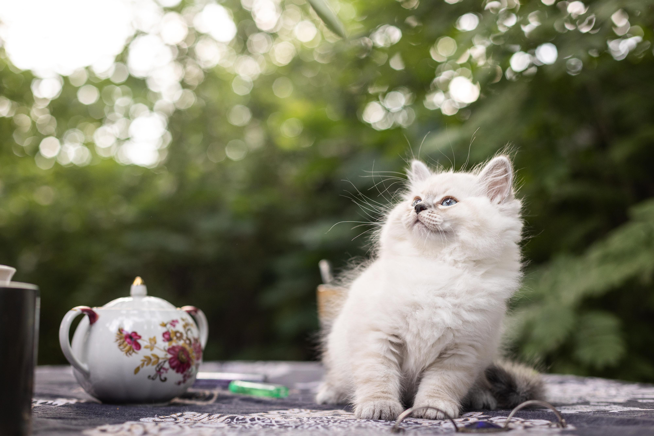 Фотосессия животных, кошка, котёнок. Свадебный и репортажный фотограф в Москве и Московской области