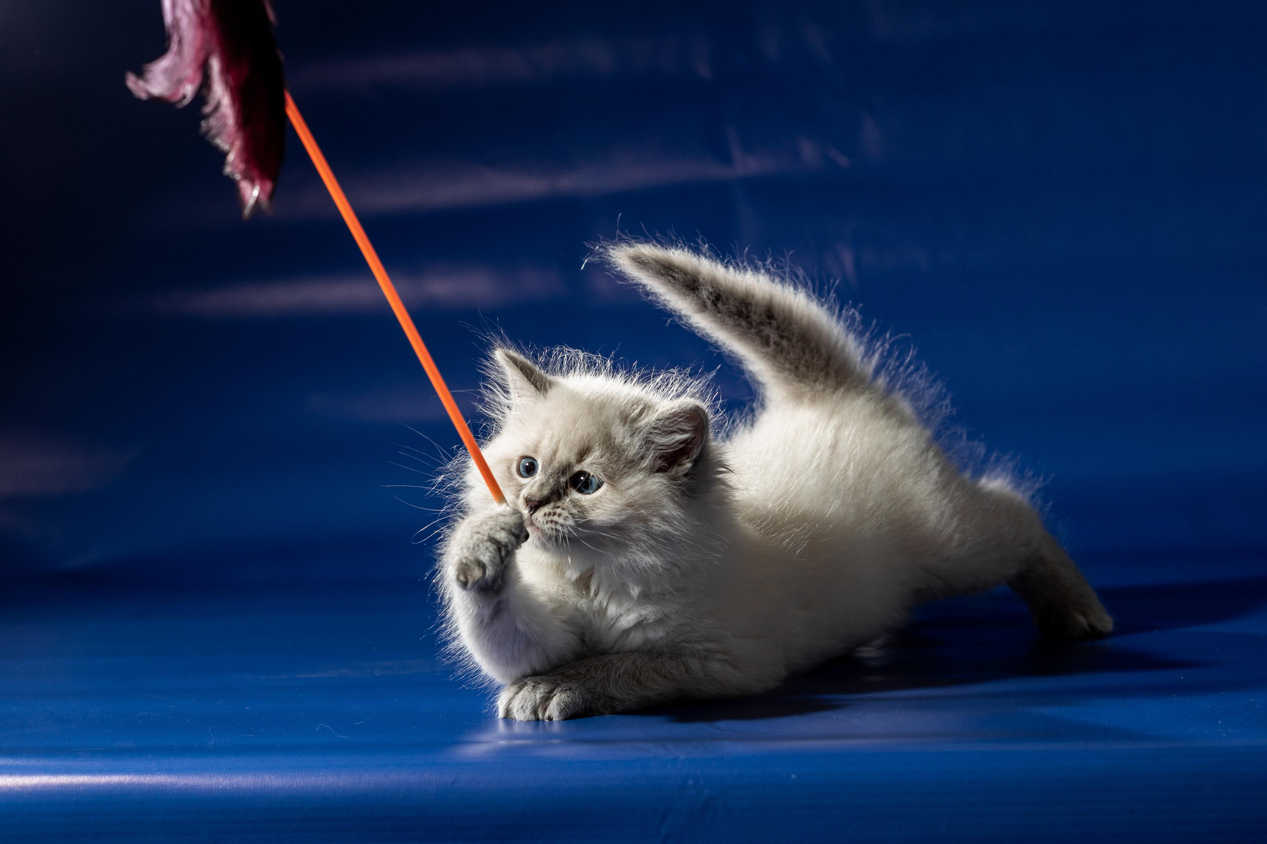 Фотосессия животных, кошка, котёнок. Свадебный и репортажный фотограф в Москве и Московской области