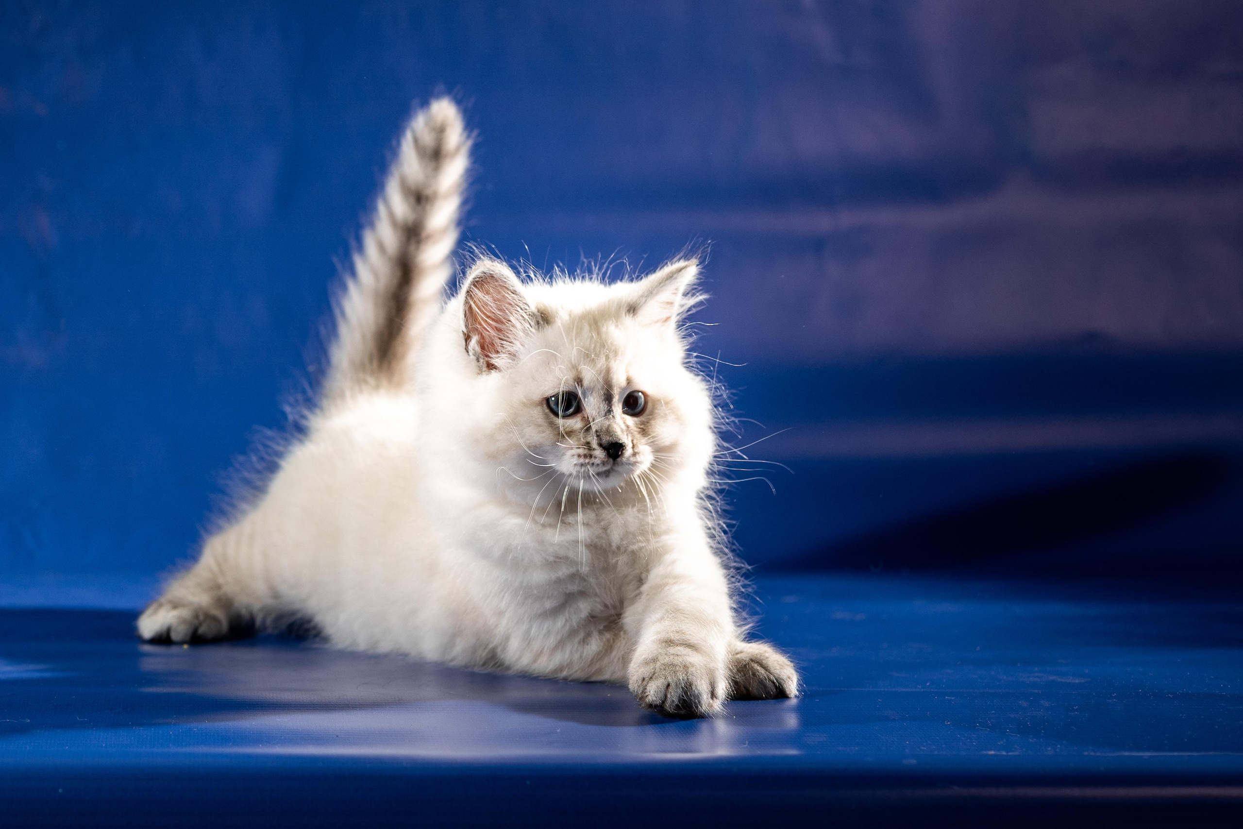 Фотосессия животных, кошка, котёнок. Свадебный и репортажный фотограф в Москве и Московской области