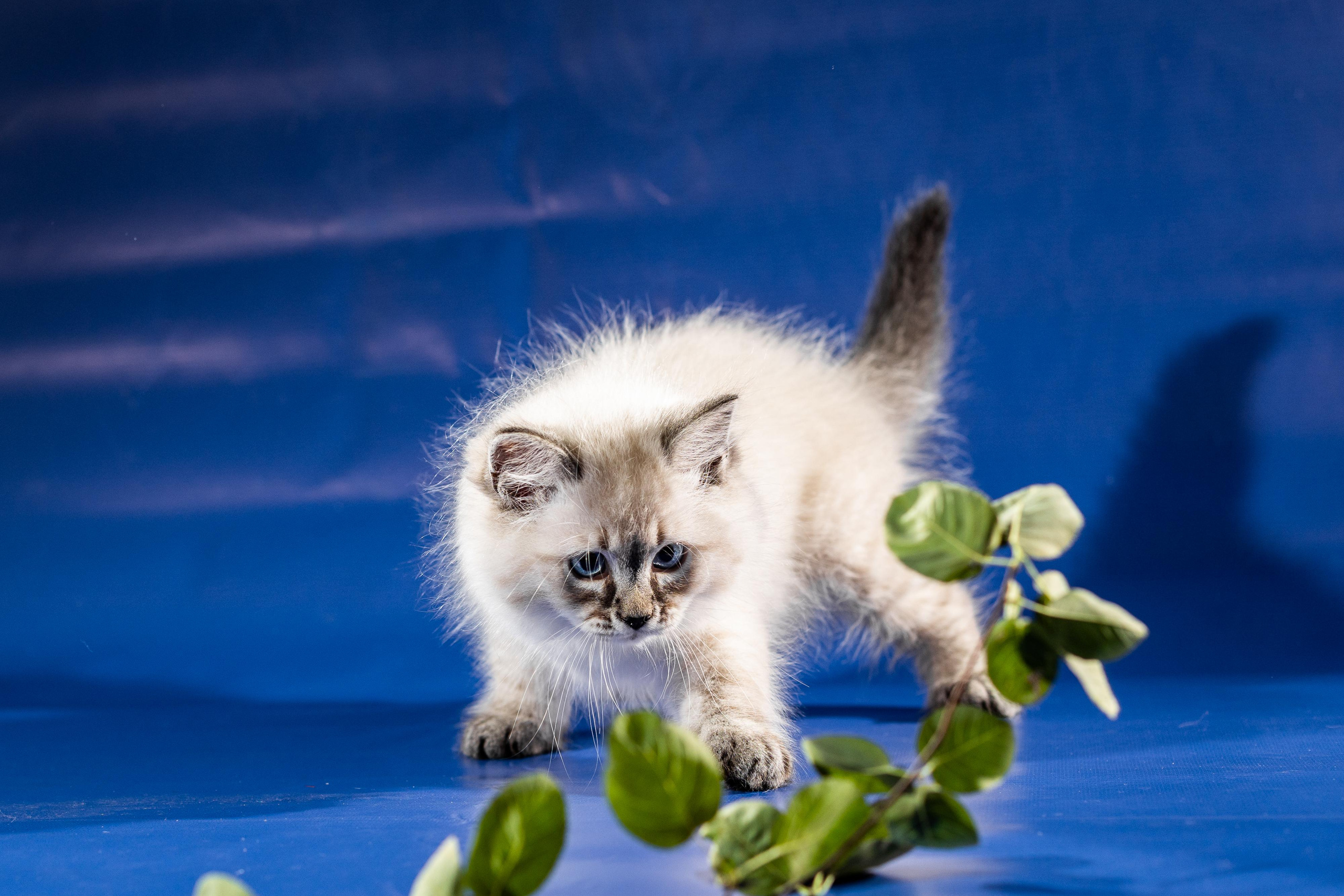 Фотосессия животных, кошка, котёнок. Свадебный и репортажный фотограф в Москве и Московской области