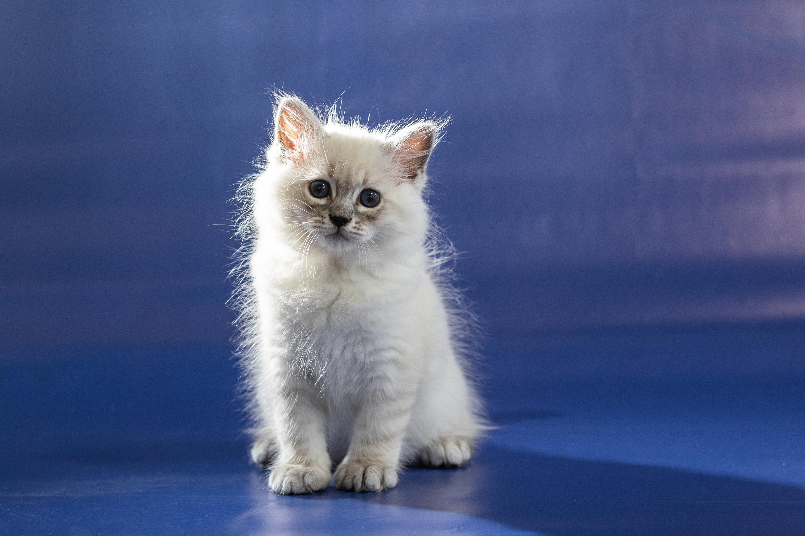 Фотосессия животных, кошка, котёнок. Свадебный и репортажный фотограф в Москве и Московской области