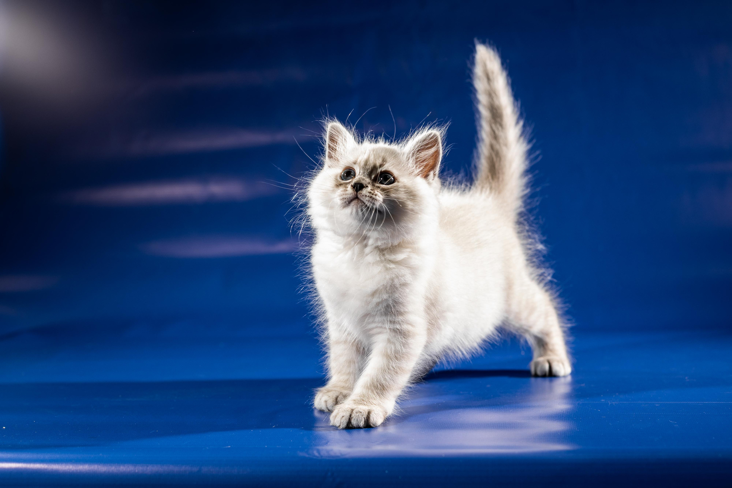 Фотосессия животных, кошка, котёнок. Свадебный и репортажный фотограф в Москве и Московской области