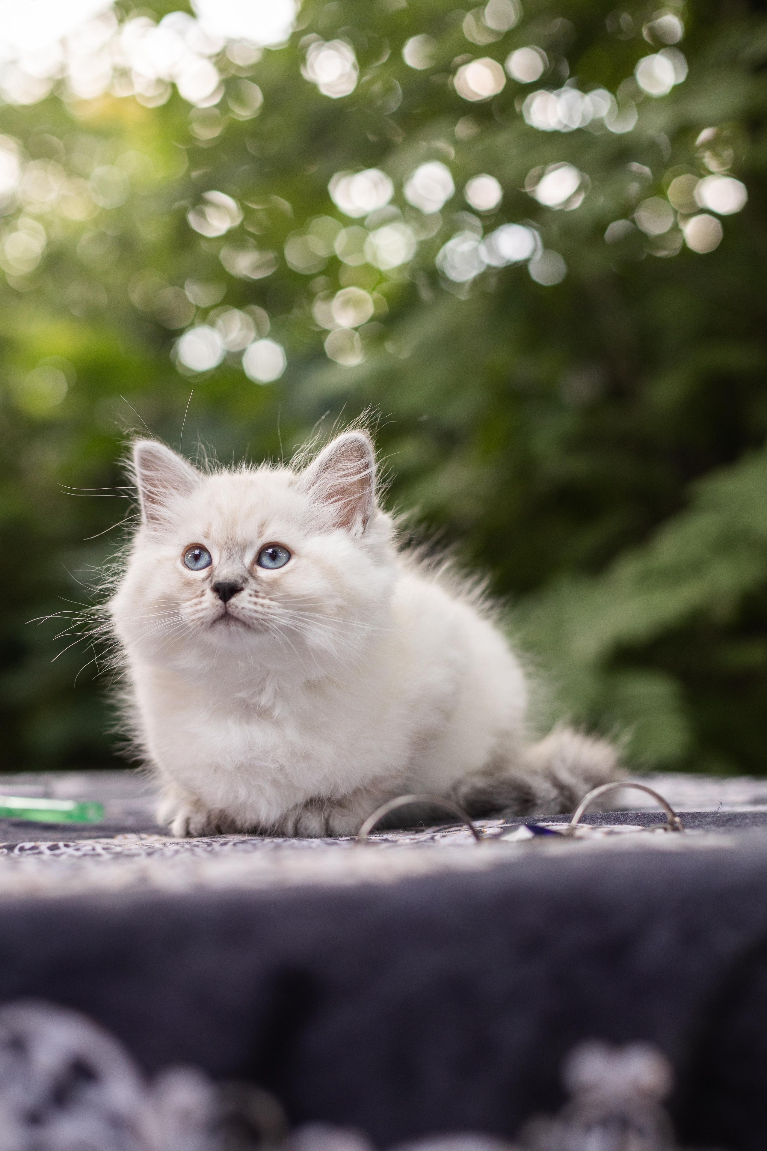 Фотосессия животных, кошка, котёнок. Свадебный и репортажный фотограф в Москве и Московской области