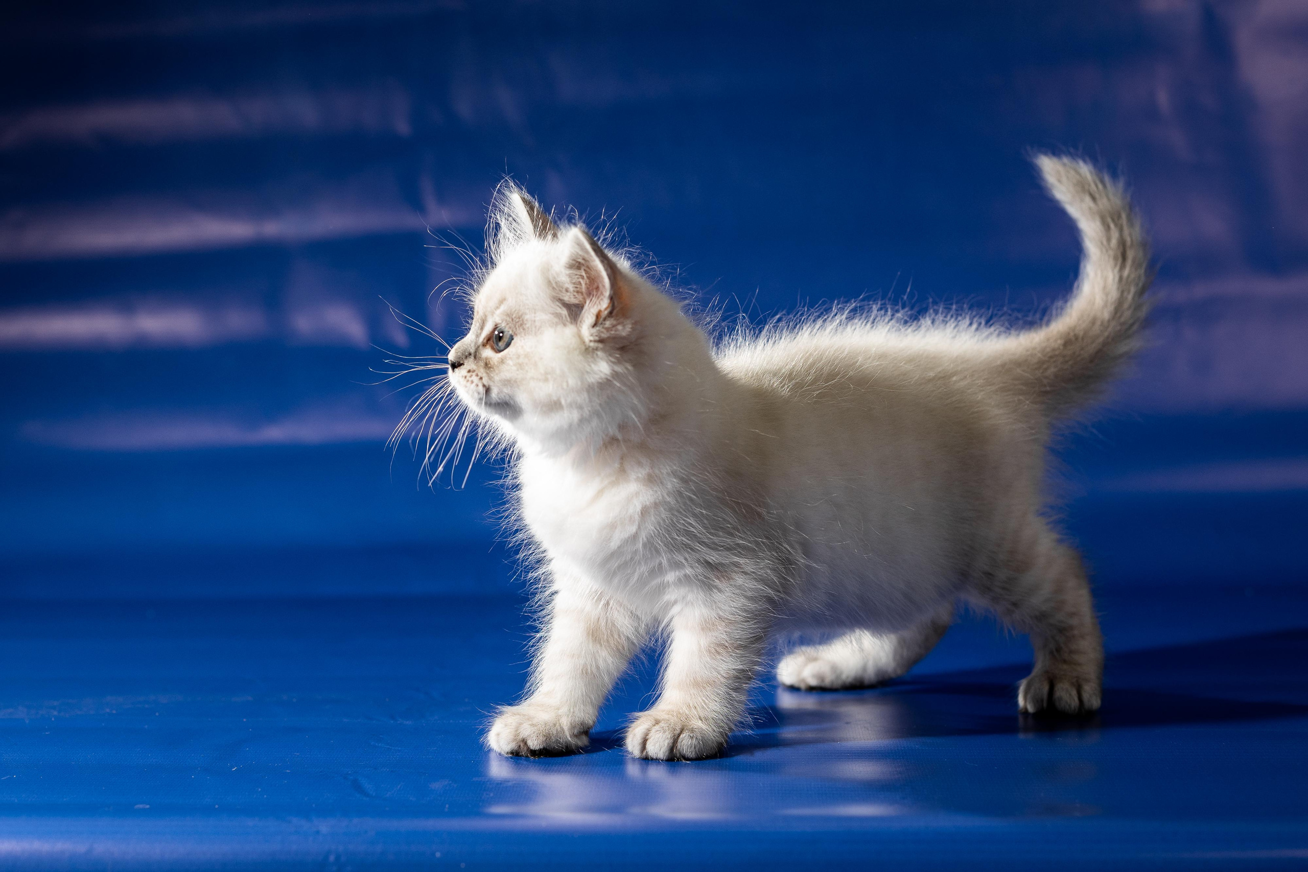 Фотосессия животных, кошка, котёнок. Свадебный и репортажный фотограф в Москве и Московской области