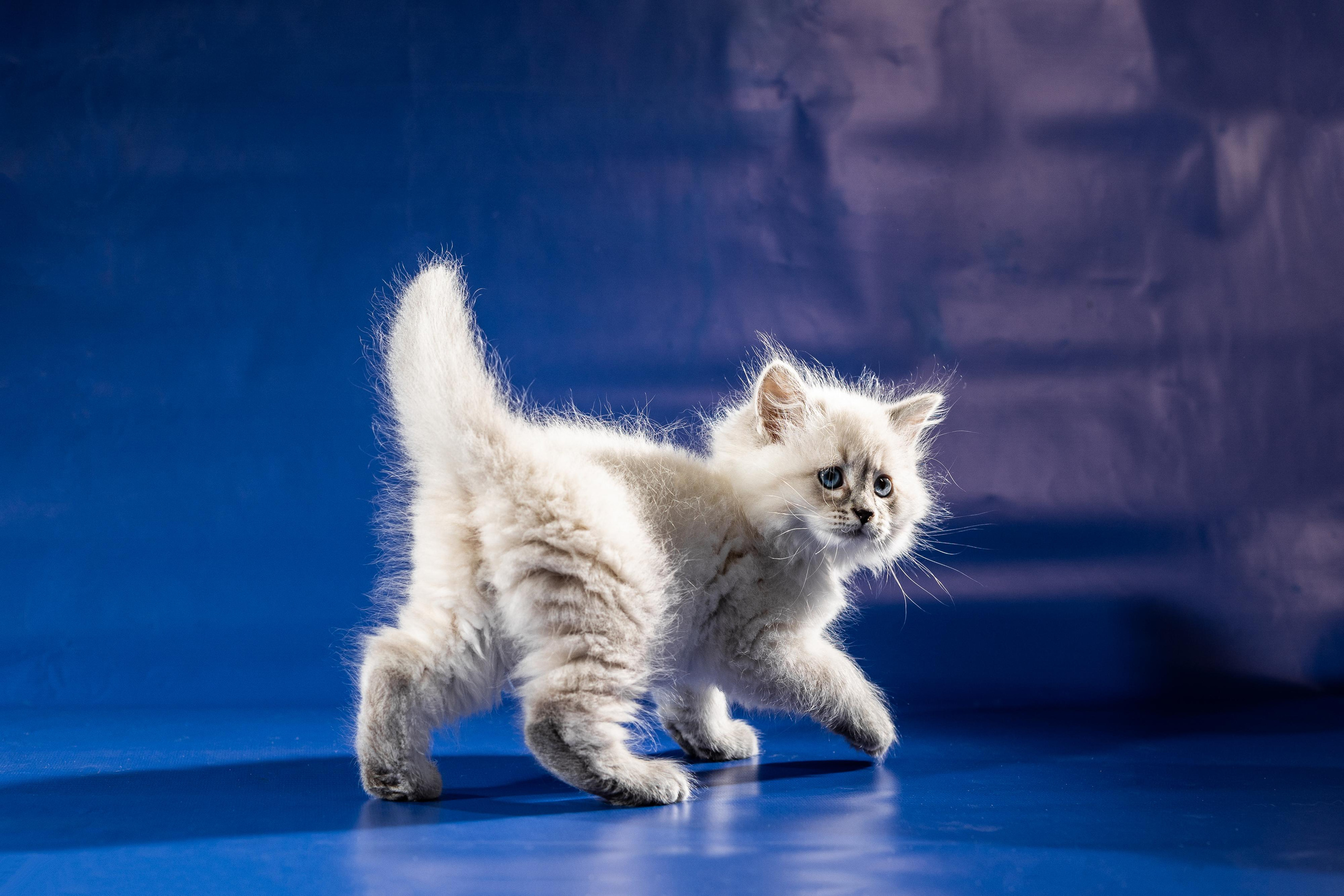 Фотосессия животных, кошка, котёнок. Свадебный и репортажный фотограф в Москве и Московской области