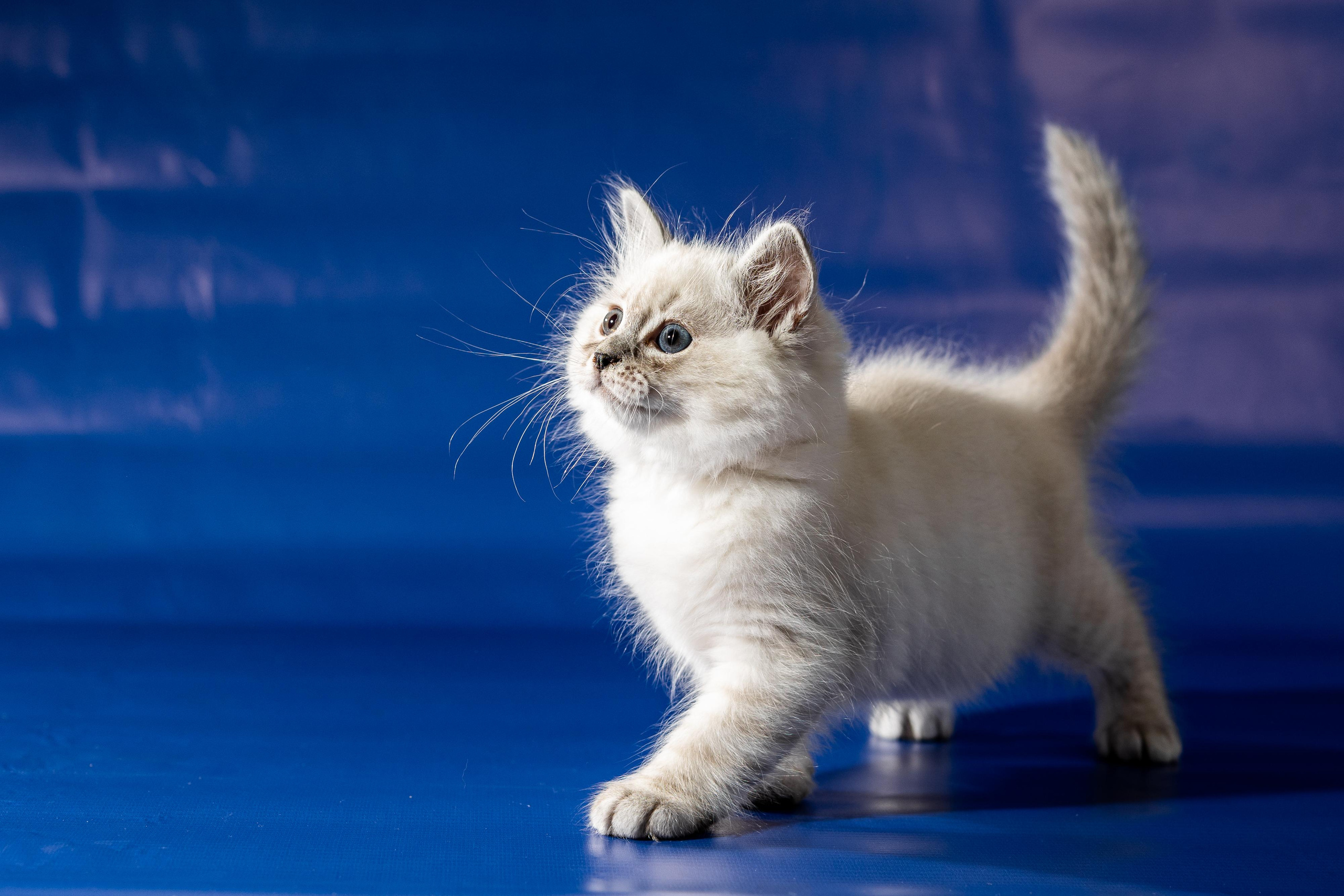 Фотосессия животных, кошка, котёнок. Свадебный и репортажный фотограф в Москве и Московской области