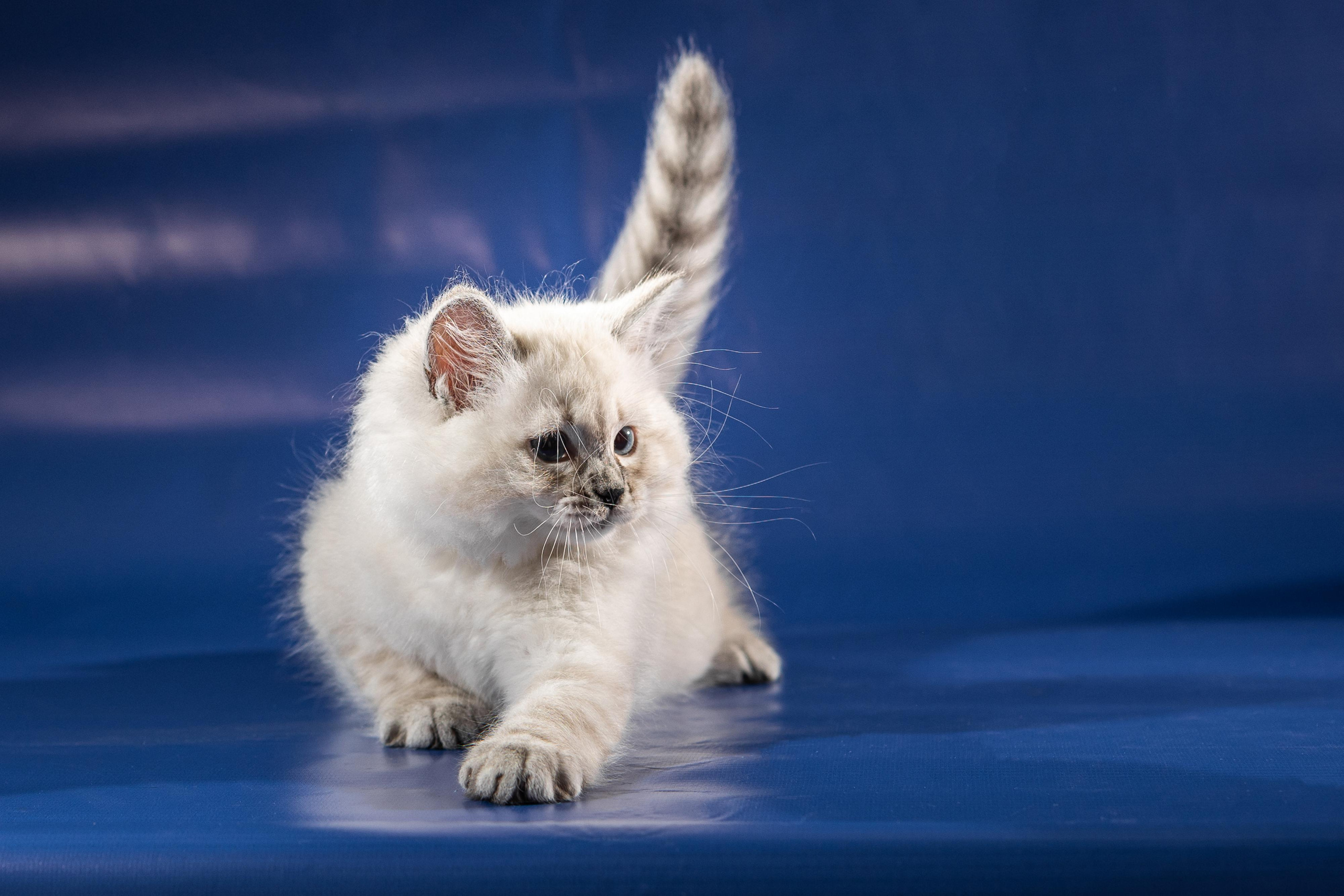 Фотосессия животных, кошка, котёнок. Свадебный и репортажный фотограф в Москве и Московской области