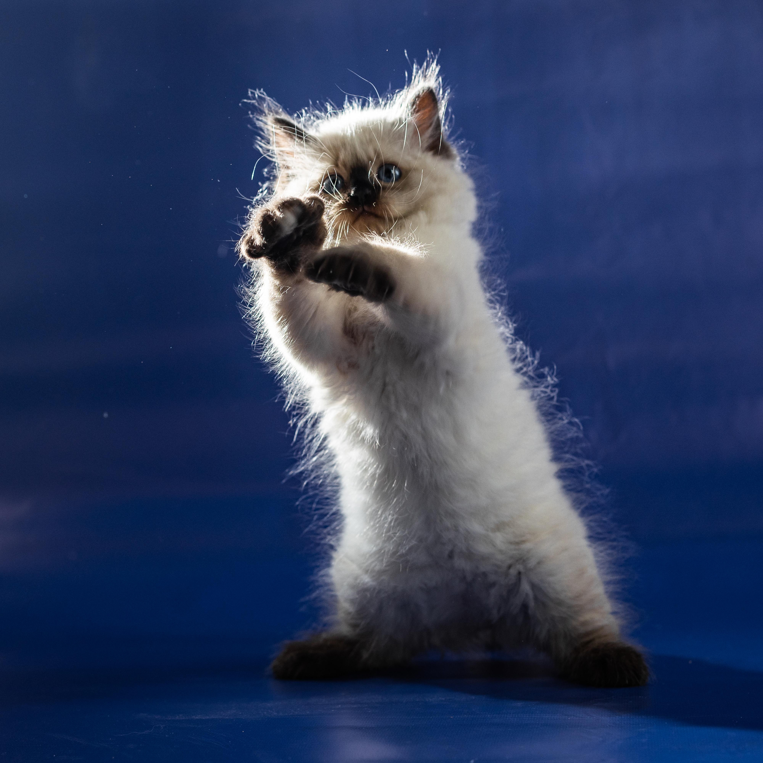 Фотосессия животных, кошка, котёнок. Свадебный и репортажный фотограф в Москве и Московской области