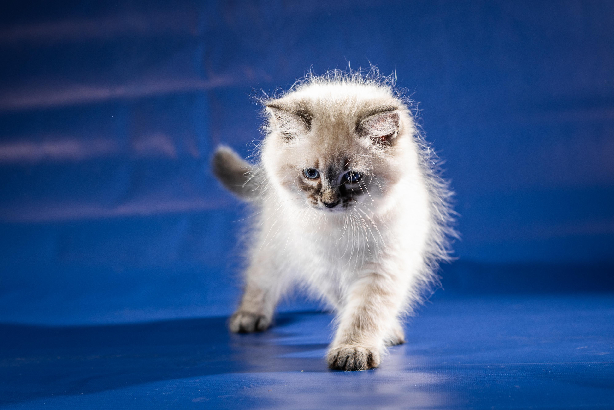 Фотосессия животных, кошка, котёнок. Свадебный и репортажный фотограф в Москве и Московской области