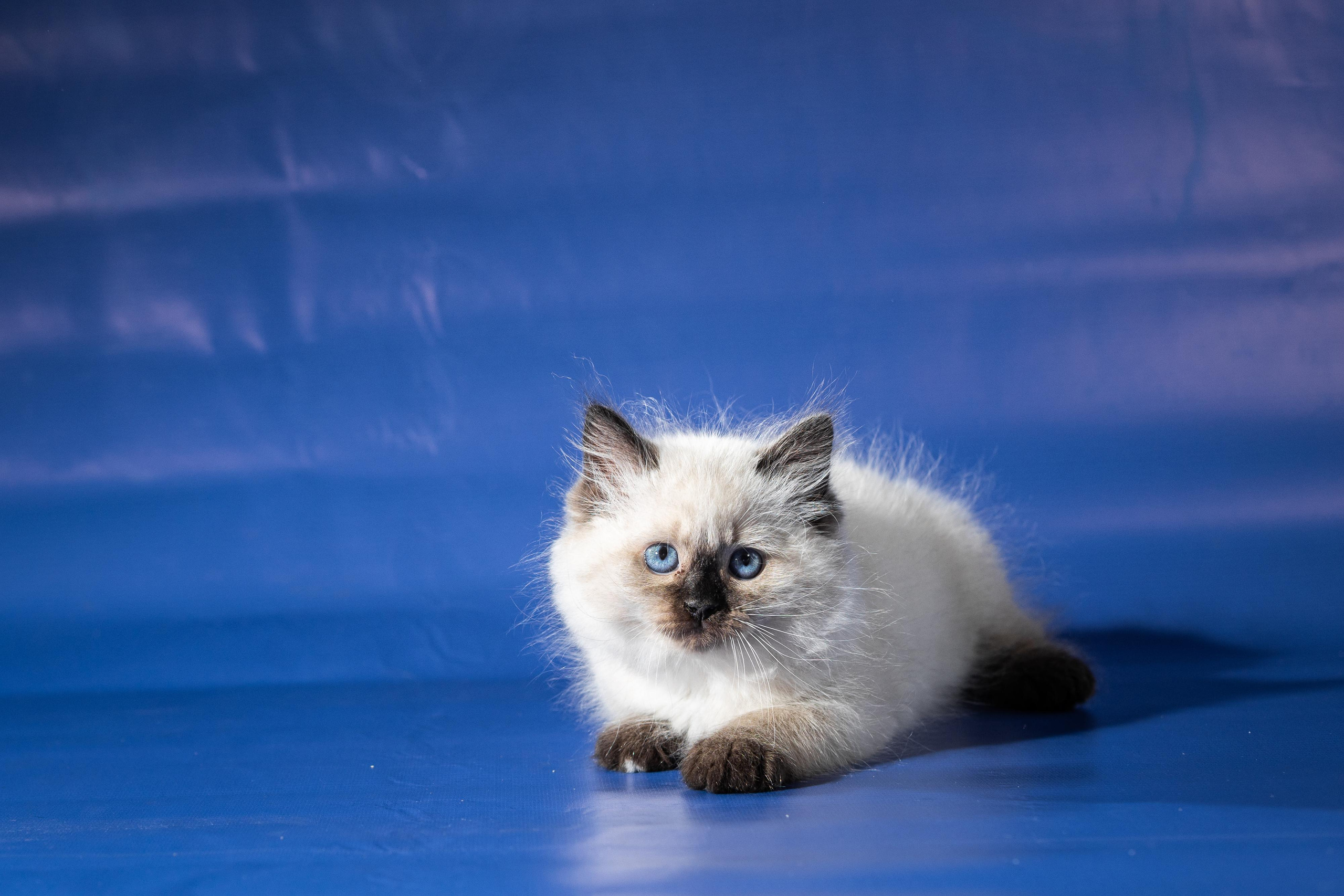 Фотосессия животных, кошка, котёнок. Свадебный и репортажный фотограф в Москве и Московской области