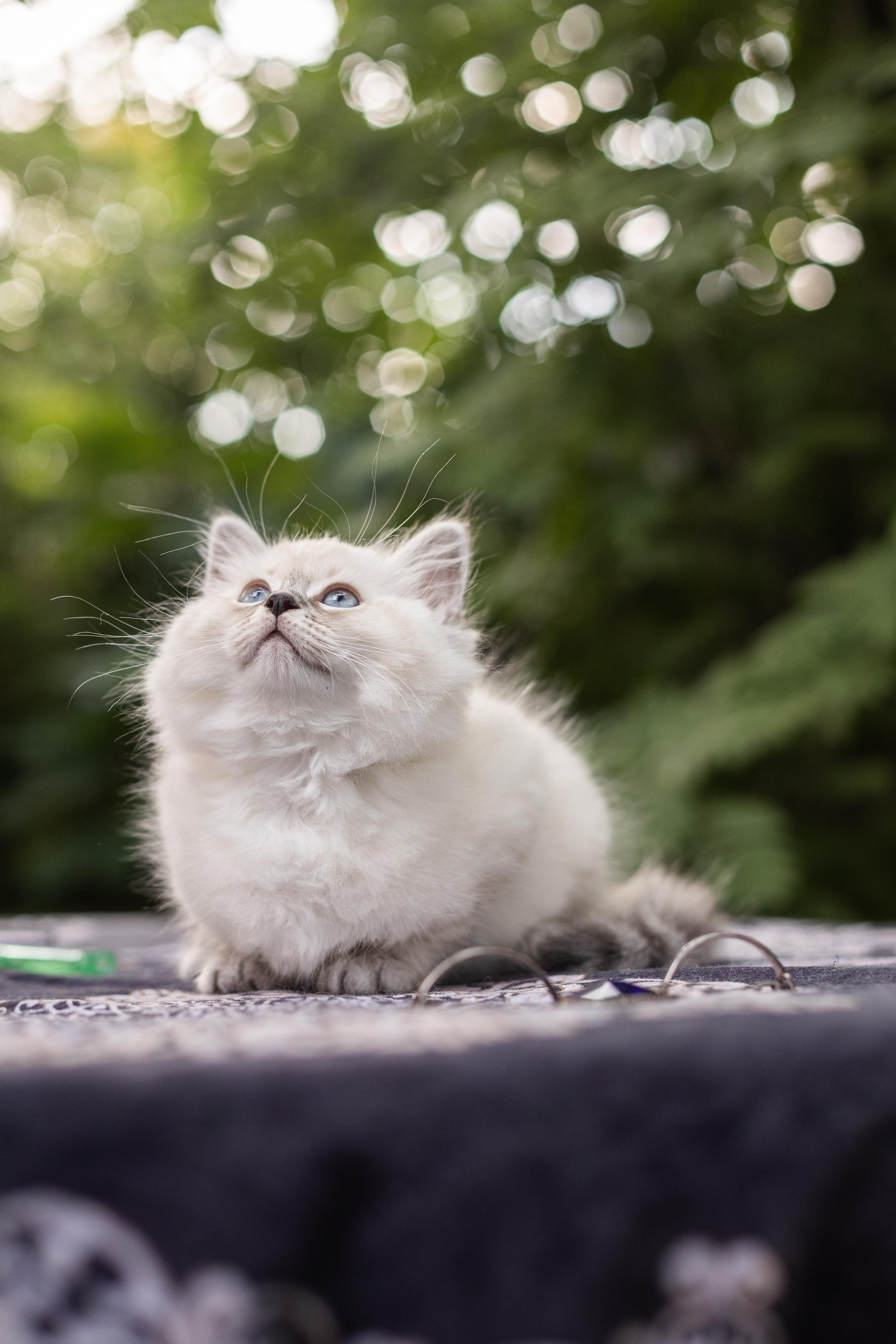Фотосессия животных, кошка, котёнок. Свадебный и репортажный фотограф в Москве и Московской области