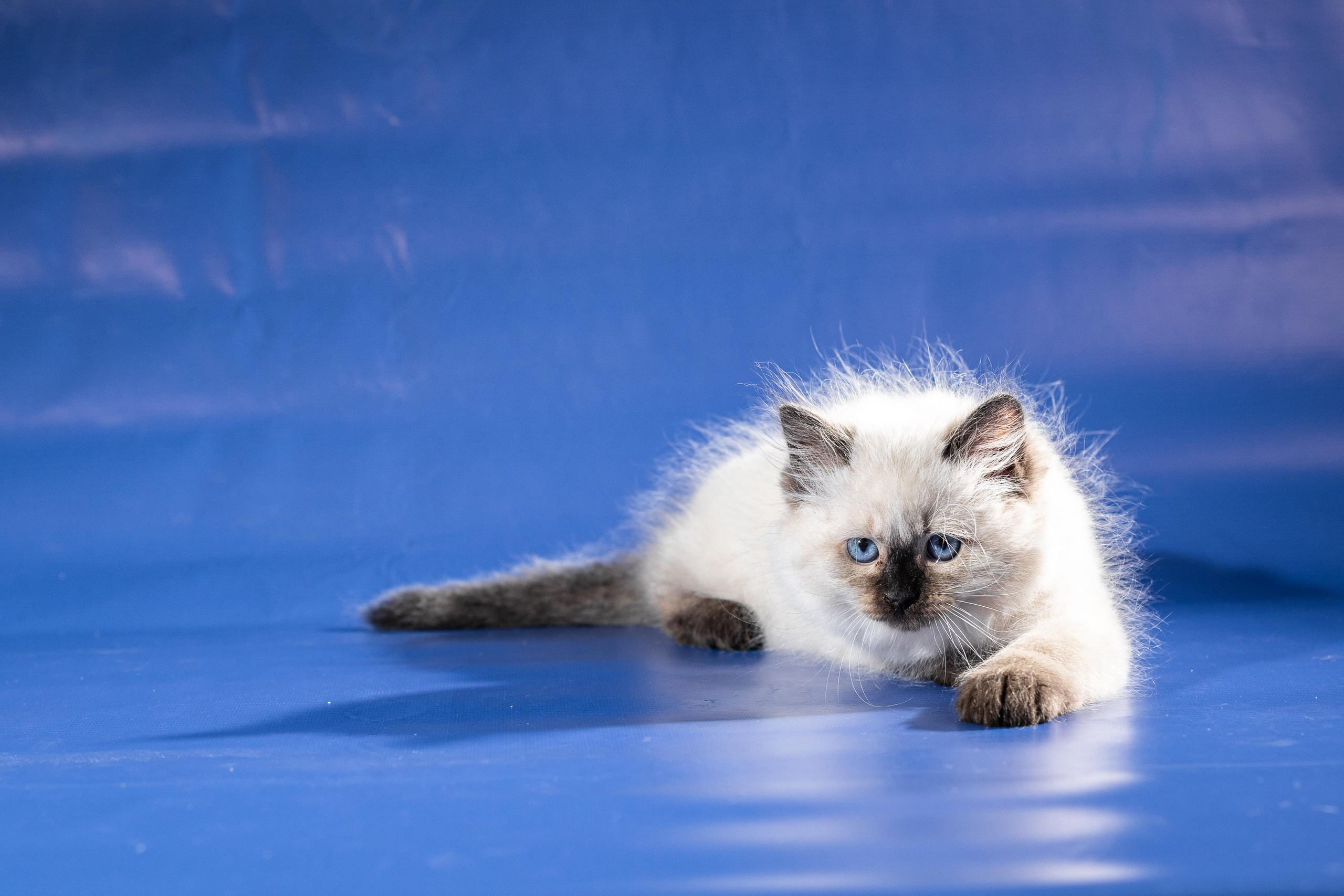 Фотосессия животных, кошка, котёнок. Свадебный и репортажный фотограф в Москве и Московской области