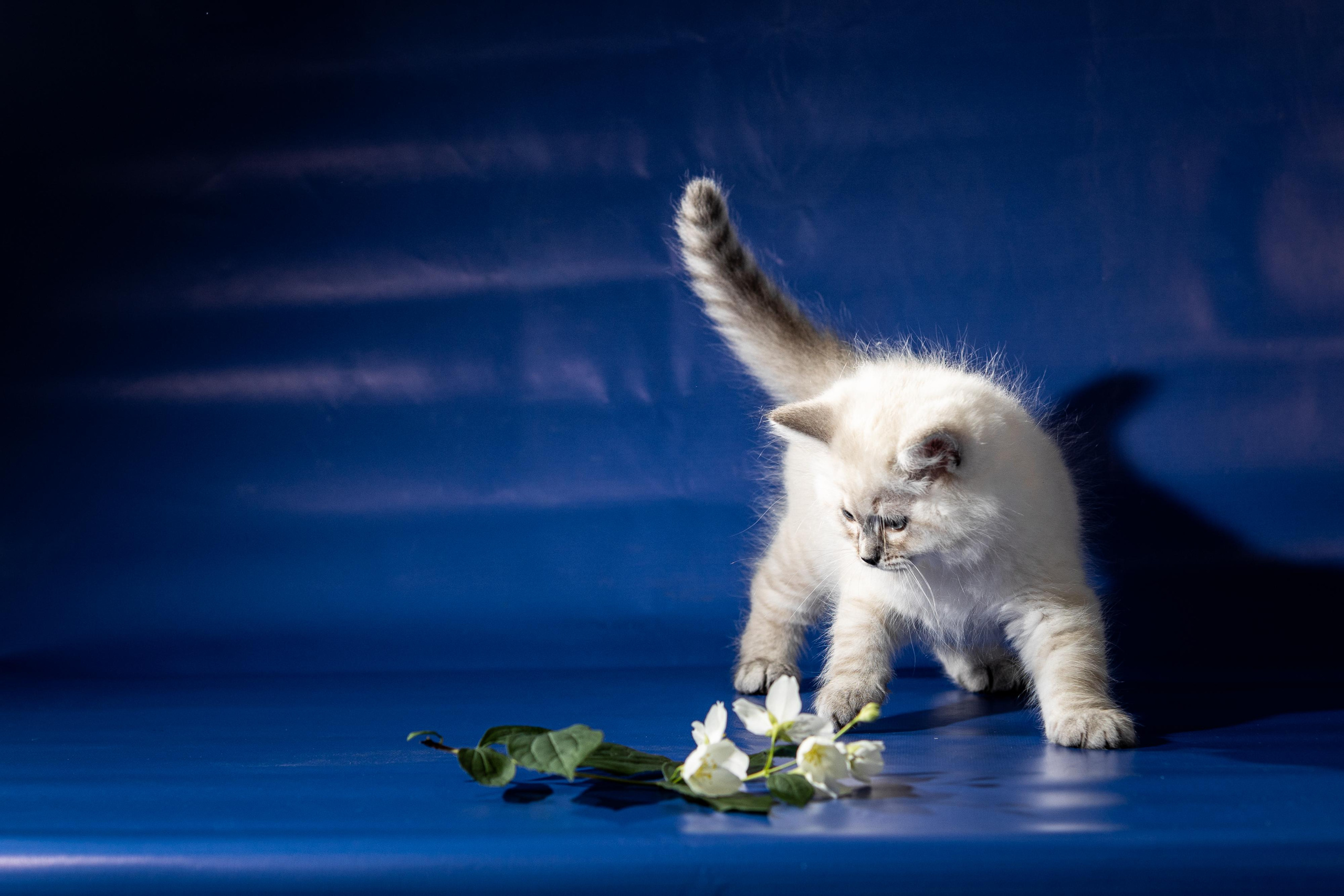 Фотосессия животных, кошка, котёнок. Свадебный и репортажный фотограф в Москве и Московской области