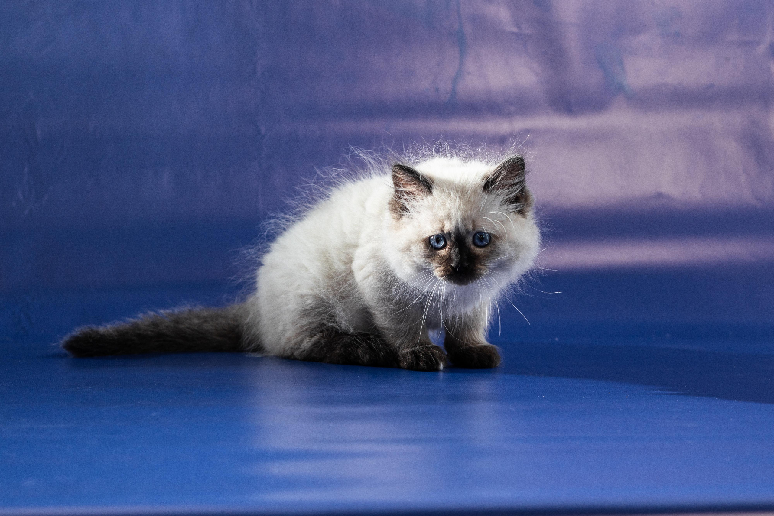 Фотосессия животных, кошка, котёнок. Свадебный и репортажный фотограф в Москве и Московской области