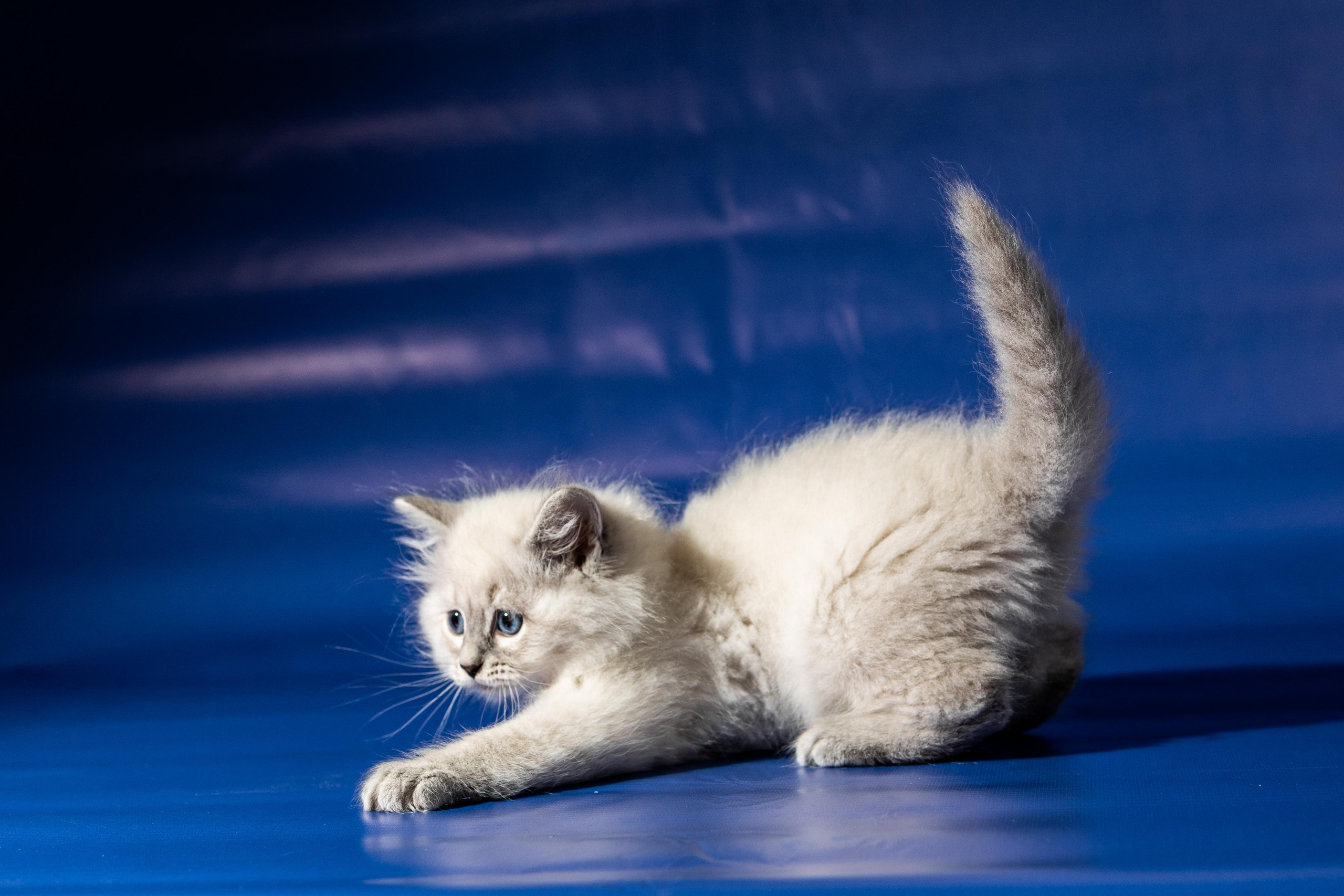 Фотосессия животных, кошка, котёнок. Свадебный и репортажный фотограф в Москве и Московской области