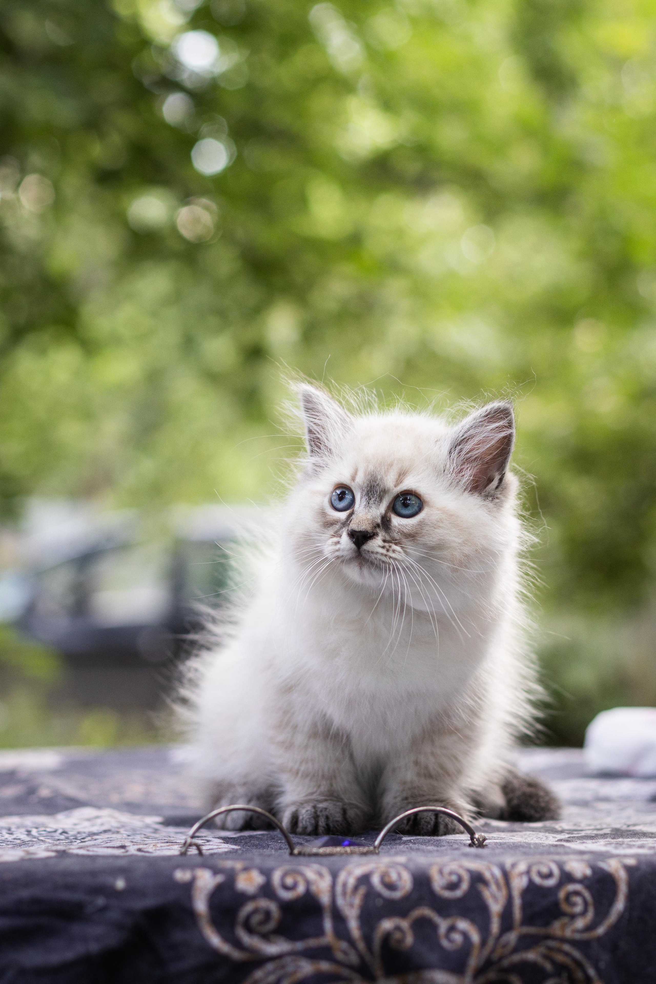 Фотосессия животных, кошка, котёнок. Свадебный и репортажный фотограф в Москве и Московской области