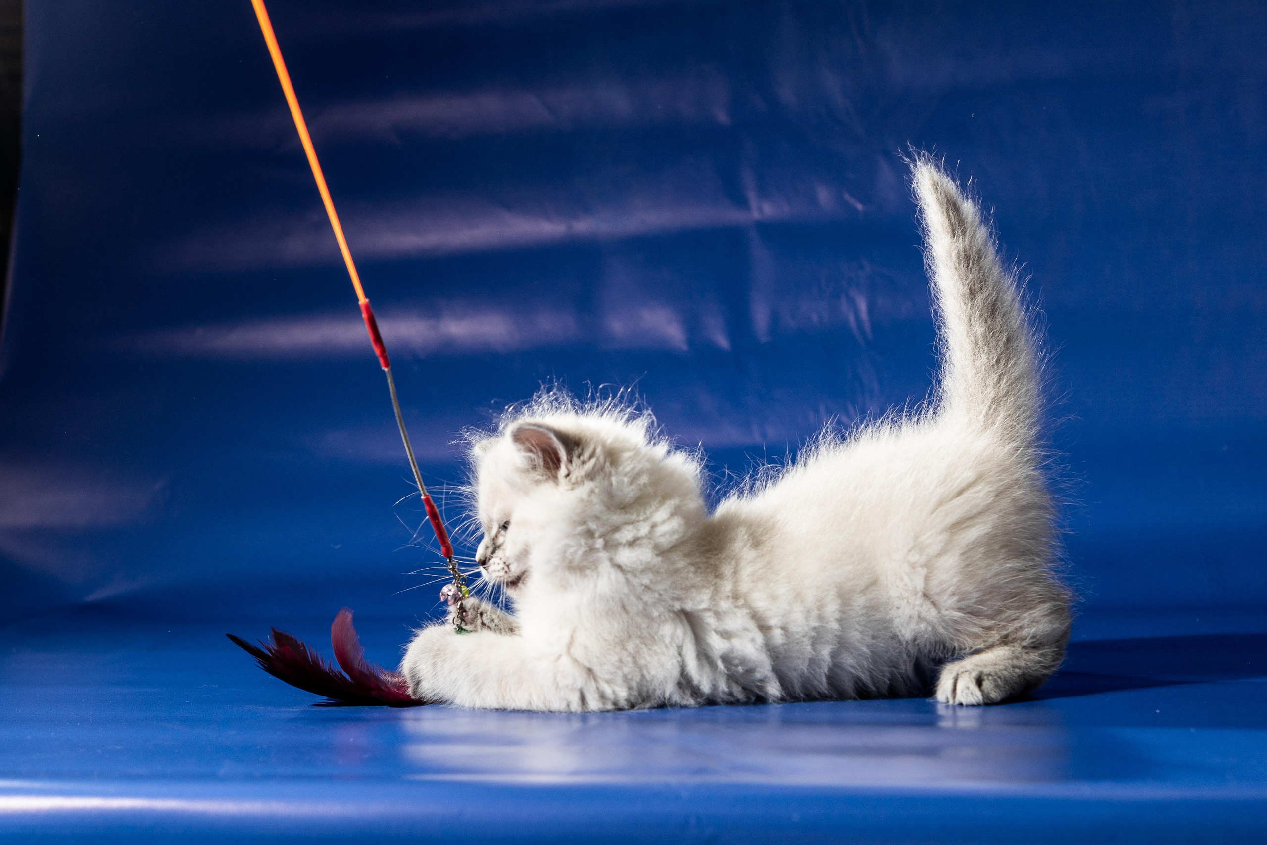 Фотосессия животных, кошка, котёнок. Свадебный и репортажный фотограф в Москве и Московской области