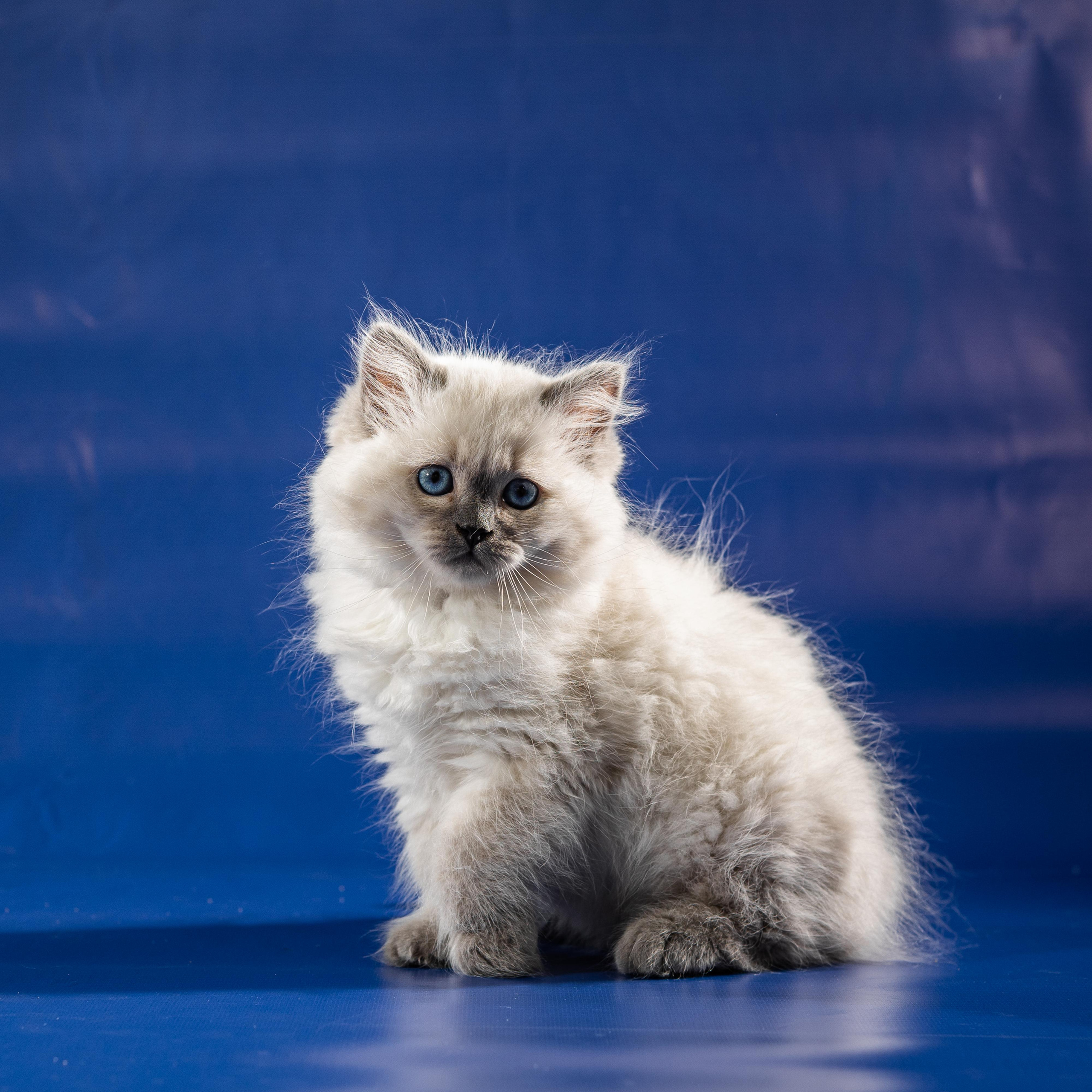 Фотосессия животных, кошка, котёнок. Свадебный и репортажный фотограф в Москве и Московской области