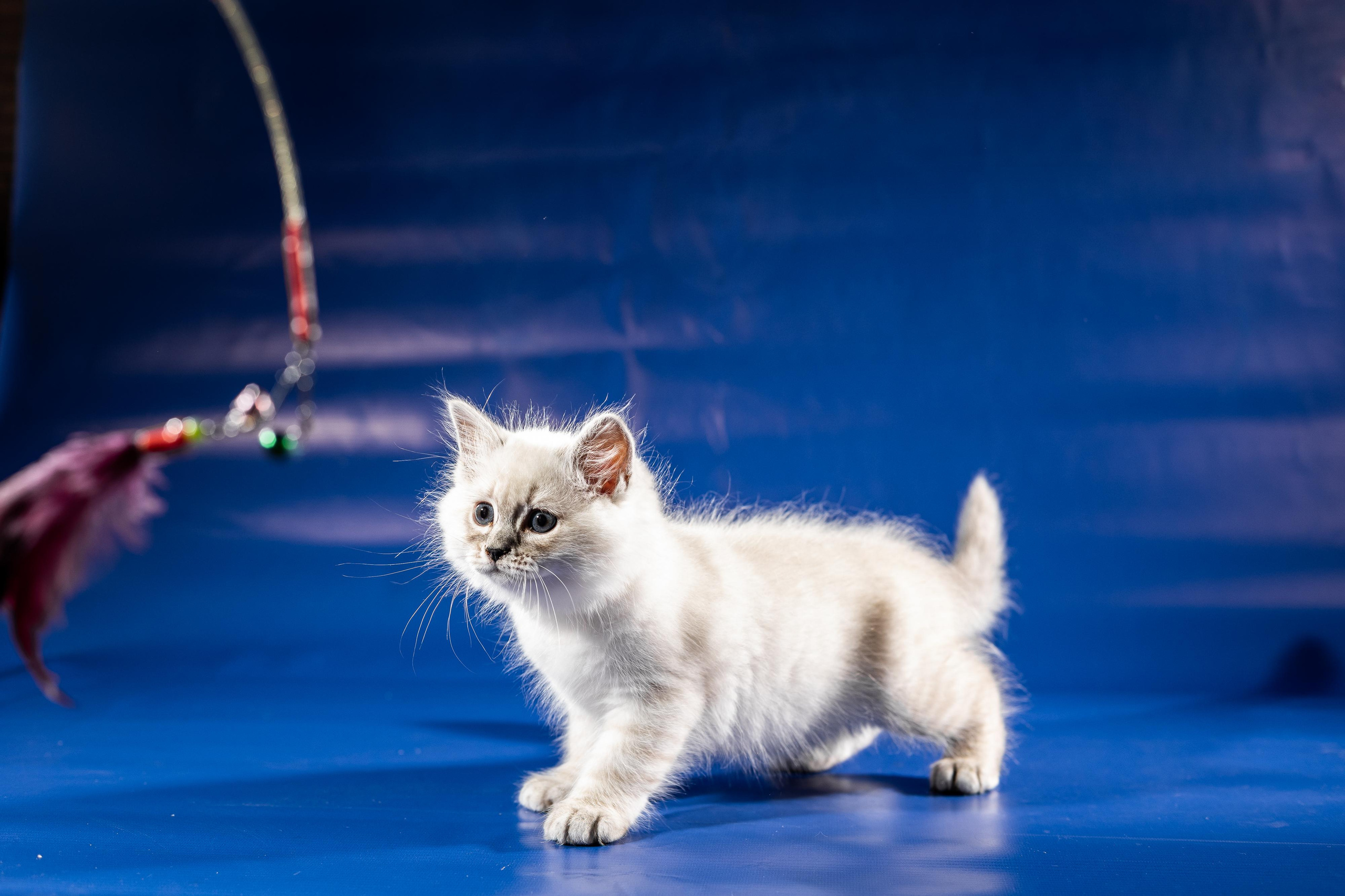 Фотосессия животных, кошка, котёнок. Свадебный и репортажный фотограф в Москве и Московской области