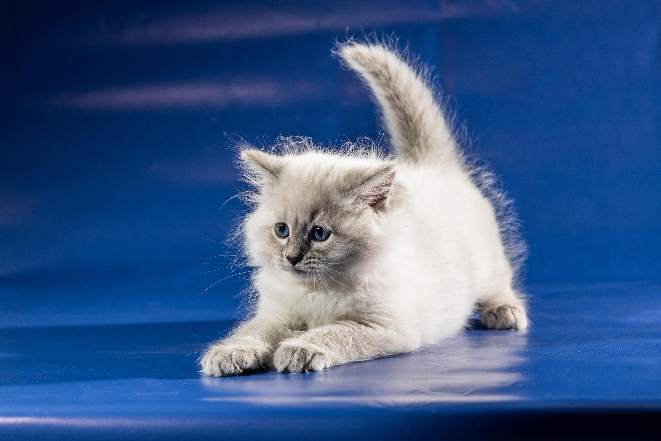 Фотосессия животных, кошка, котёнок. Свадебный и репортажный фотограф в Москве и Московской области