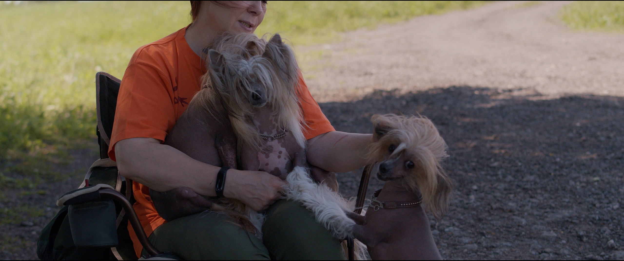 Footage from the interview. Poale Ell Chinese Crested Dog Kennel: Buy a puppy from the kennel