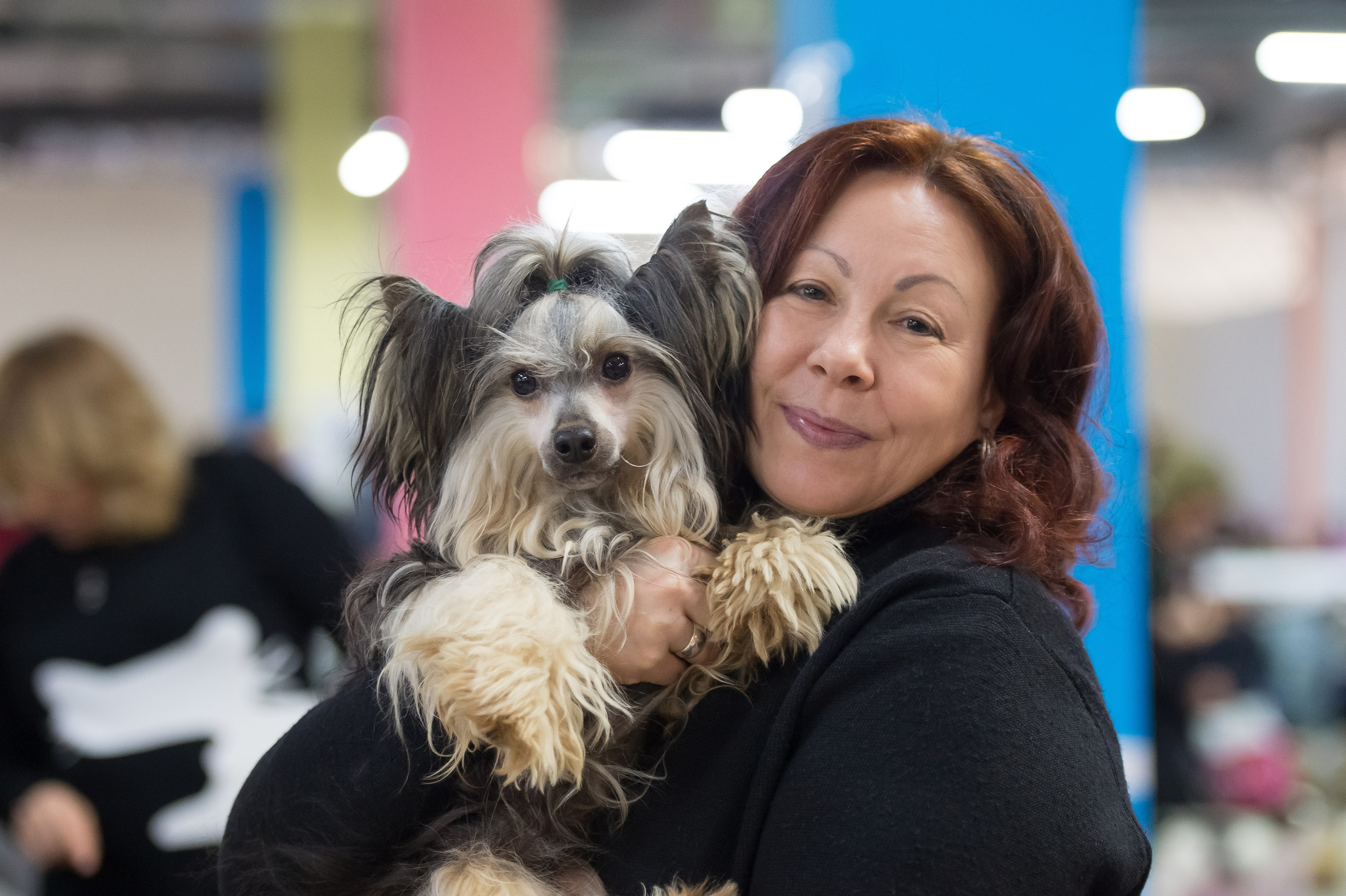 Poale Ell Bazhen. Chinese Crested Dog Kennel Poale Ell