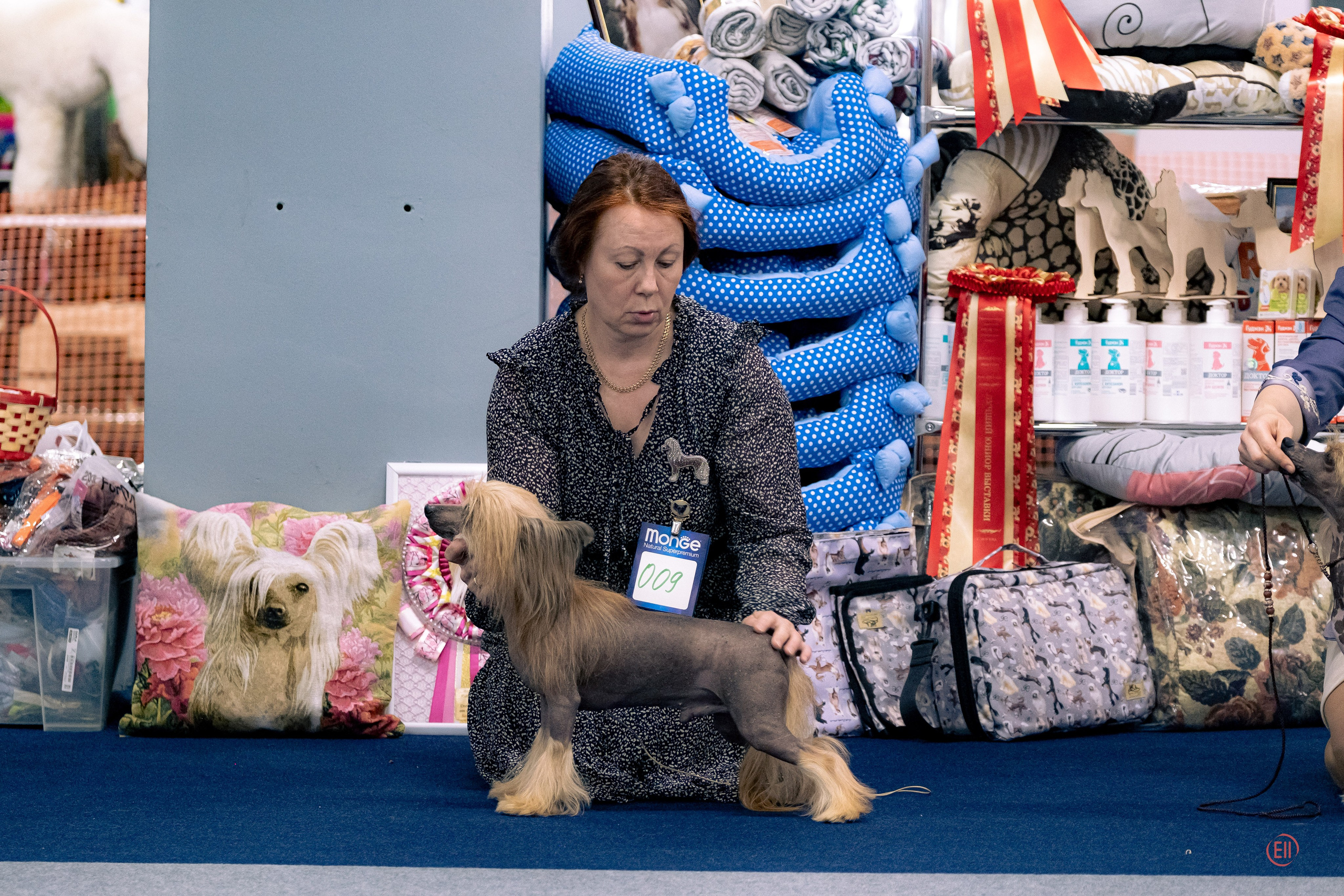 Национальная выставка китайских хохлатых собак 2023. Питомник китайских хохлатых собак Poale Ell: купить щенка