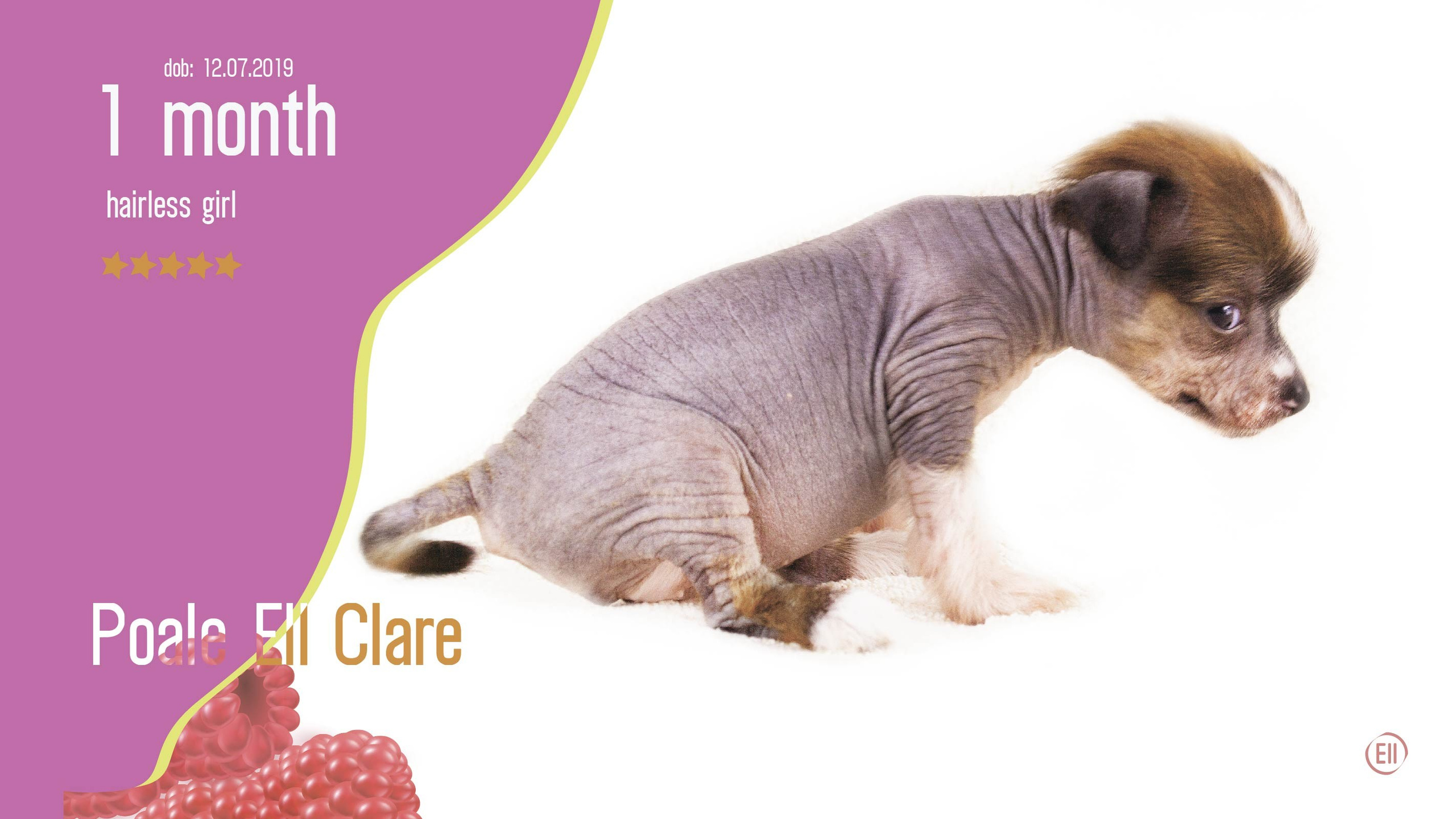 Litter C. Chinese Crested Dog Kennel Poale Ell