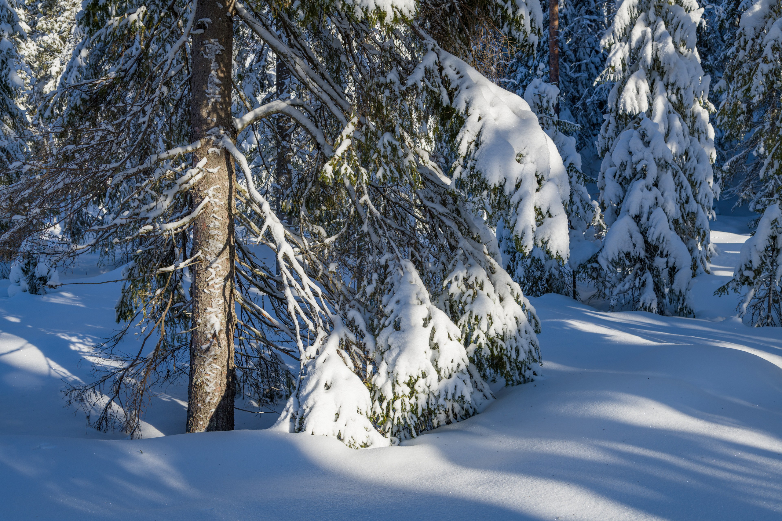 Зима. Северные Ночи